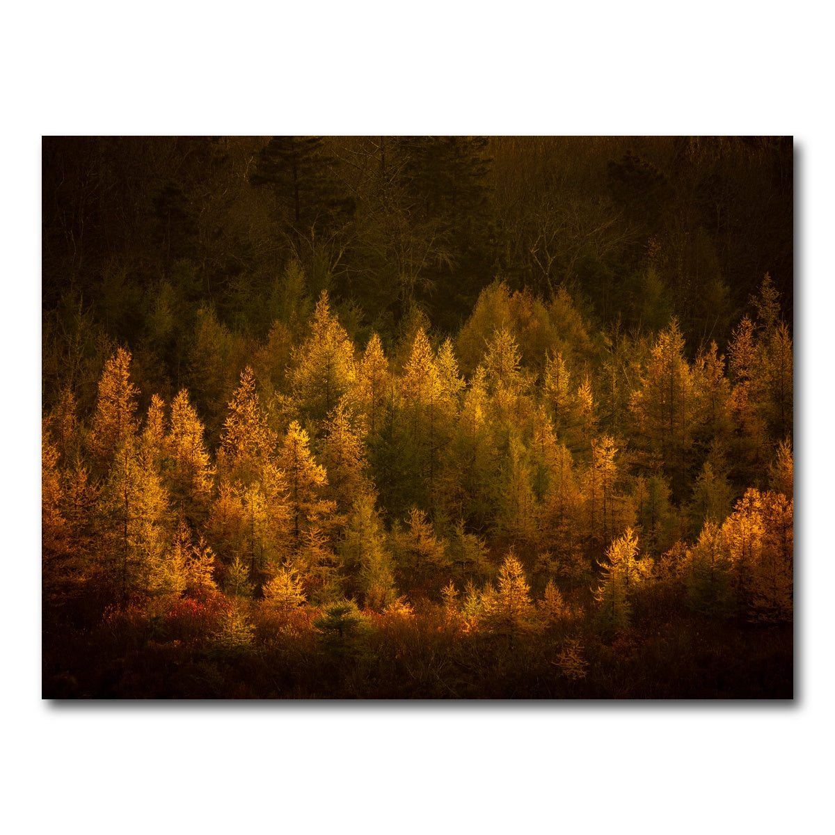 AUTO-MOCKUP WHITE | Golden Slumber | 1 Piece | Gallery Wrap Canvas | group=4x3