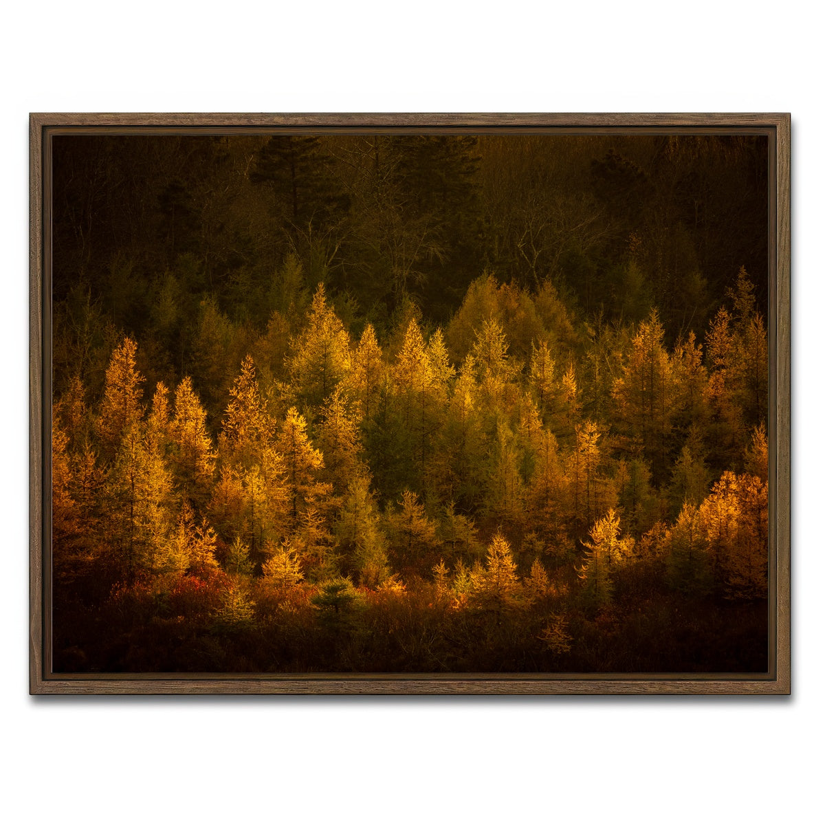 AUTO-MOCKUP WHITE | Golden Slumber | 1 Piece | Walnut Framed Canvas | group=4x3