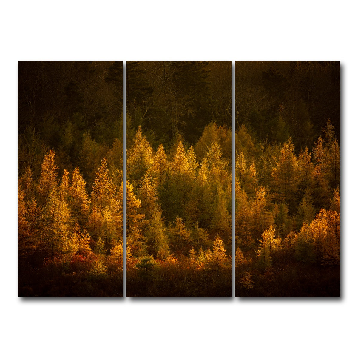 AUTO-MOCKUP WHITE | Golden Slumber | 3 Piece | Gallery Wrap Canvas | group=8x18