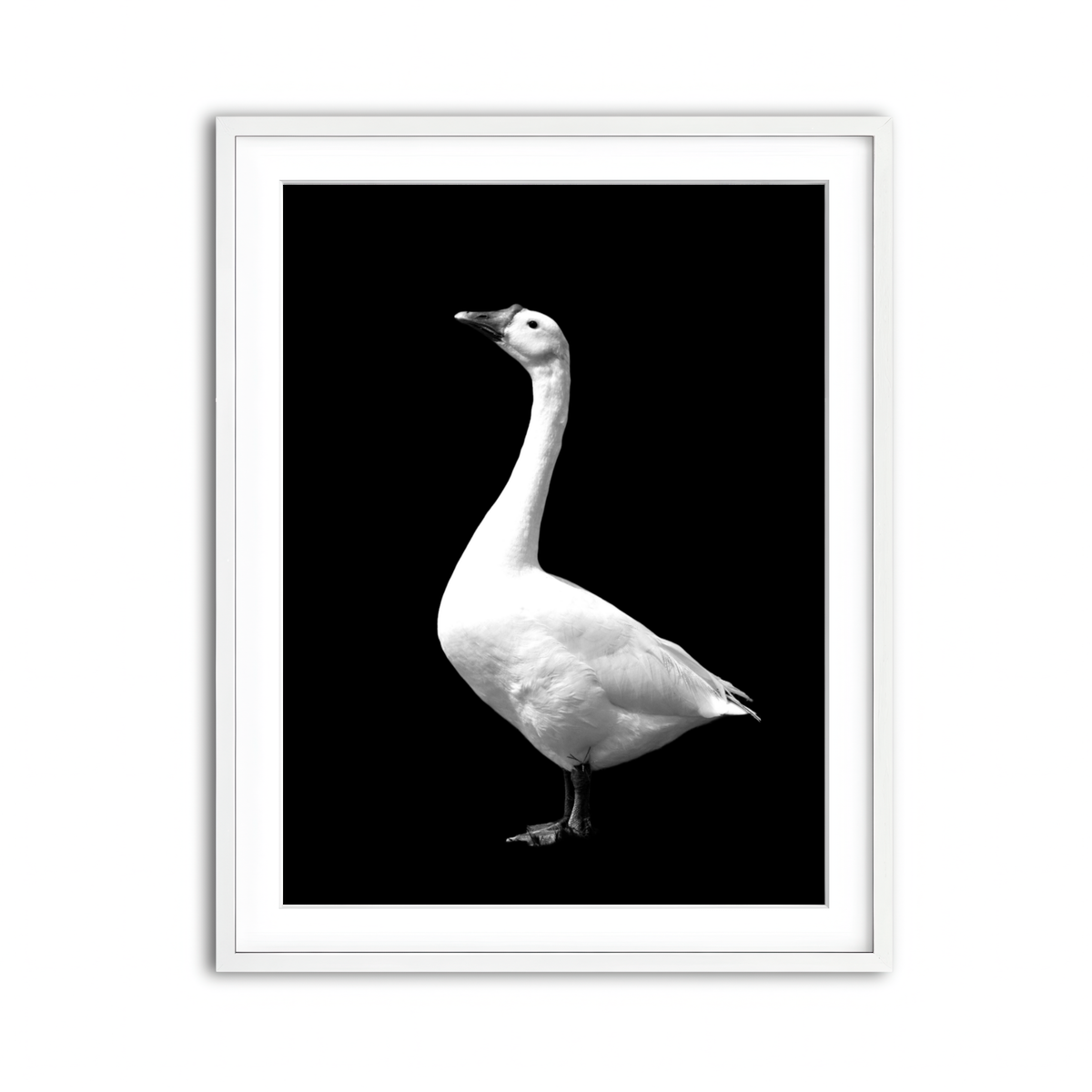 Framed Print 3x4 White
