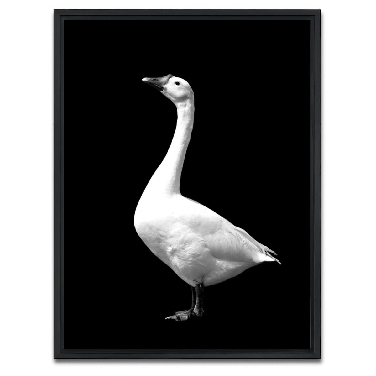 AUTO-MOCKUP WHITE | Goose | 1 Piece | Black Framed Canvas | group=3x4
