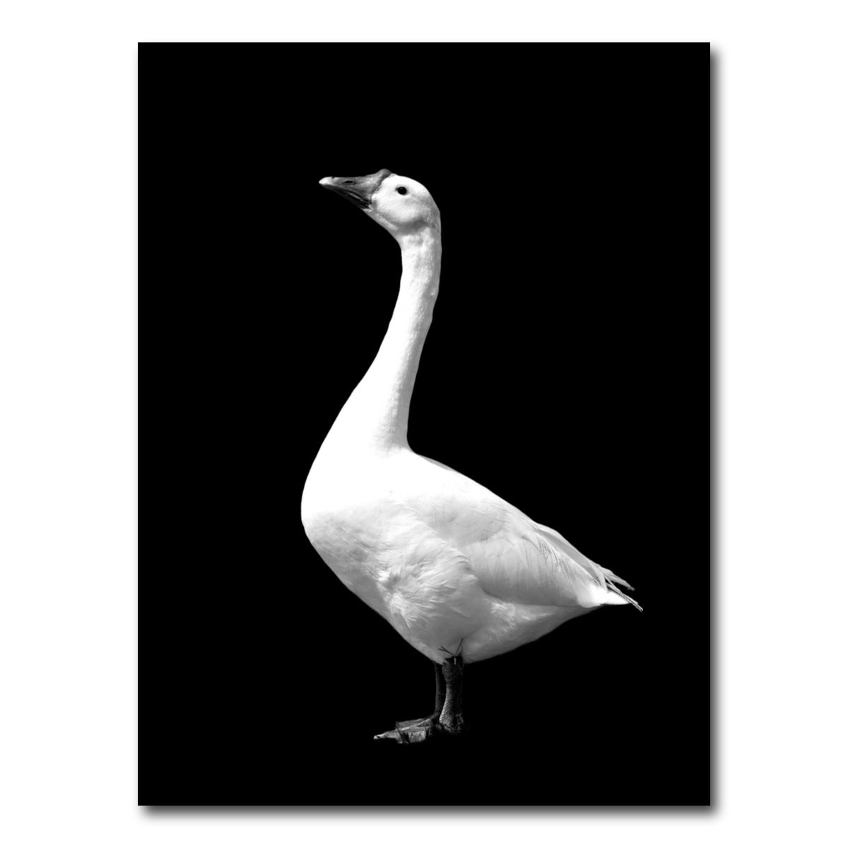 AUTO-MOCKUP WHITE | Goose | 1 Piece | Gallery Wrap Canvas | group=3x4