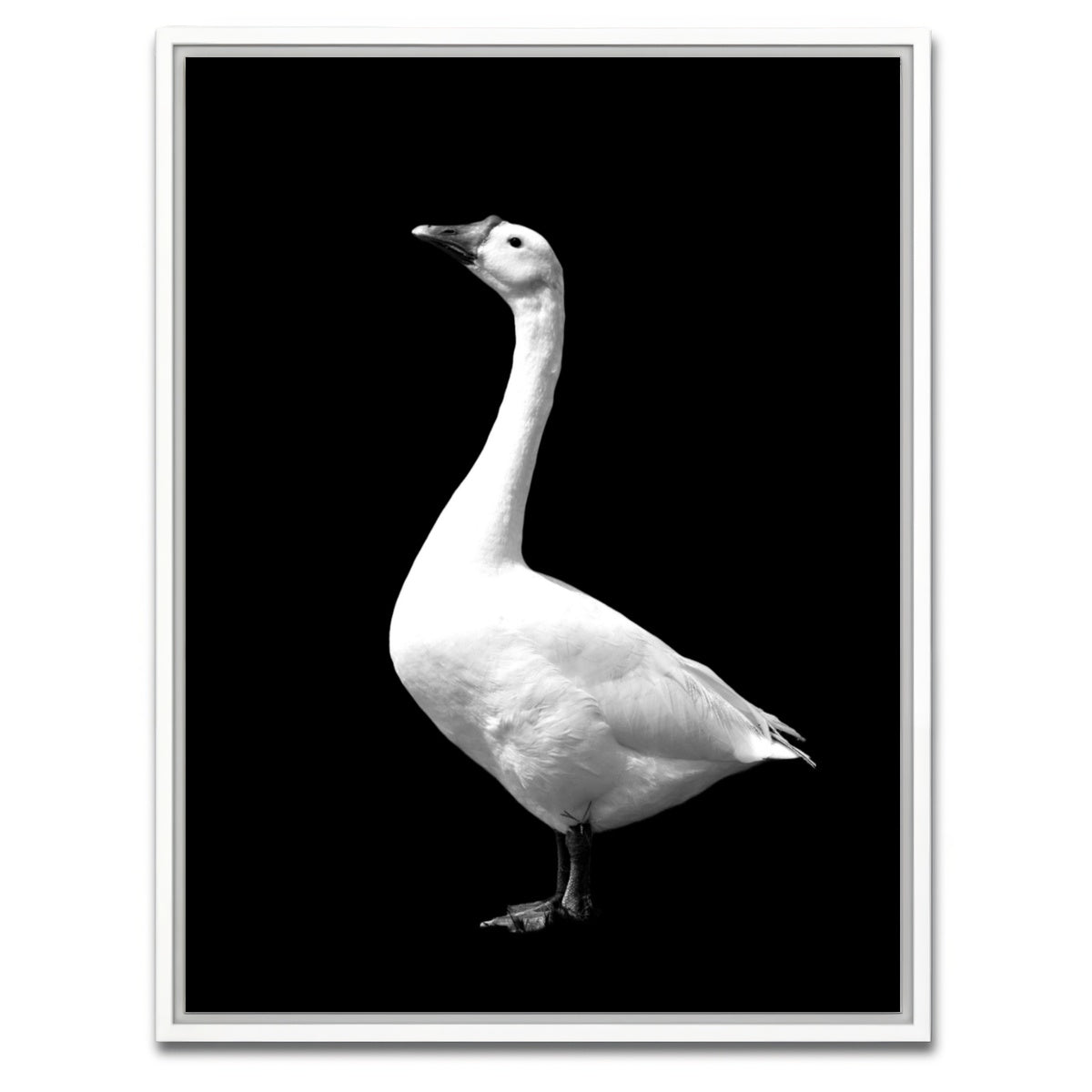 AUTO-MOCKUP WHITE | Goose | 1 Piece | White Framed Canvas | group=3x4