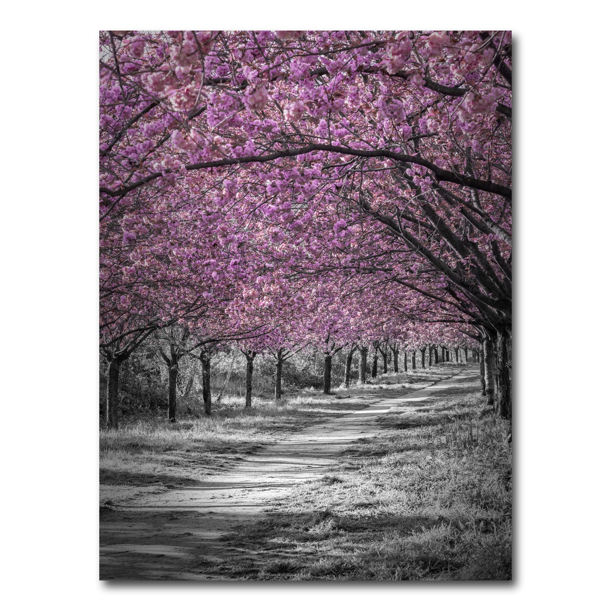 AUTO-MOCKUP WHITE | Gorgeous cherry blossom alley in pink | 1 Piece | Gallery Wrap Canvas | group=3x4