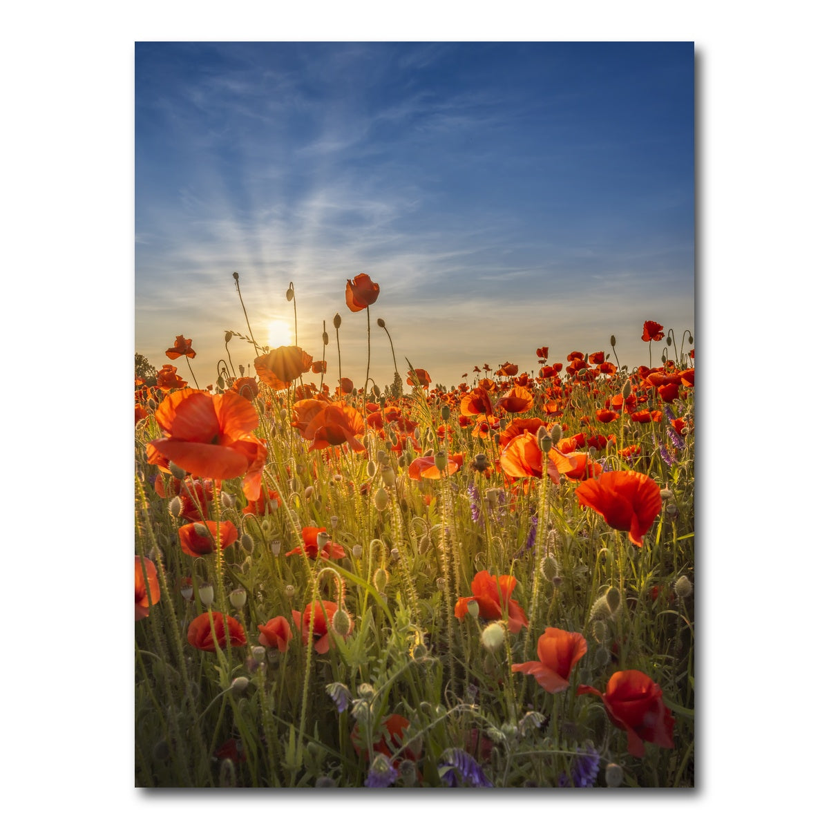 AUTO-MOCKUP WHITE | Gorgeous sunset in a poppy field | 1 Piece | Gallery Wrap Canvas | group=3x4