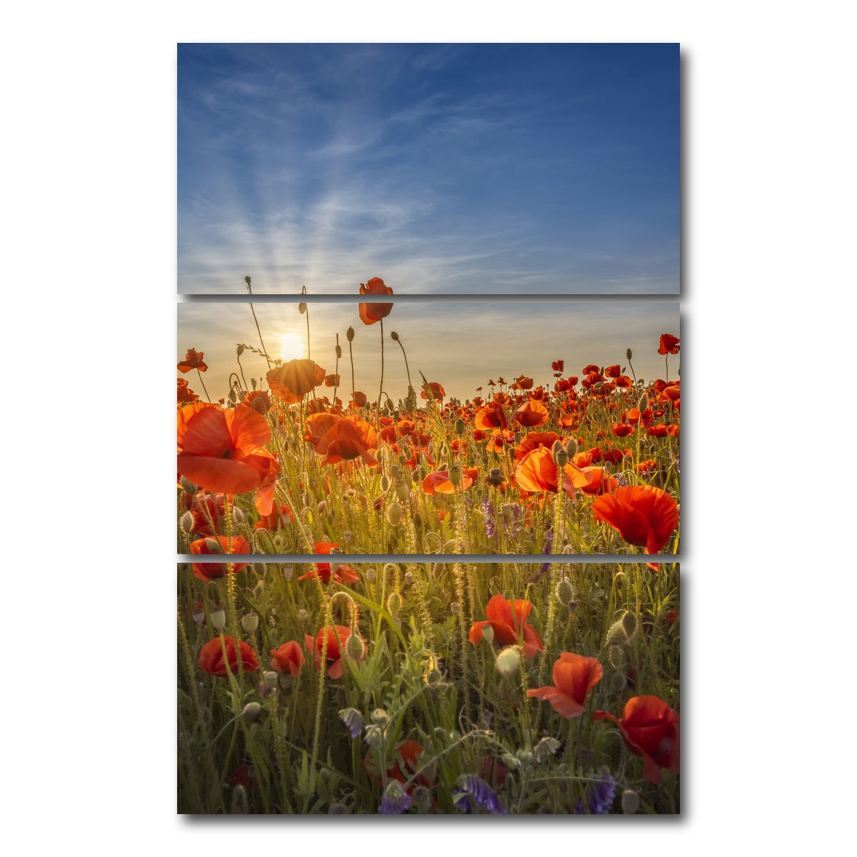 AUTO-MOCKUP WHITE | Gorgeous sunset in a poppy field | 3 Piece | Gallery Wrap Canvas | group=12x24_stacked