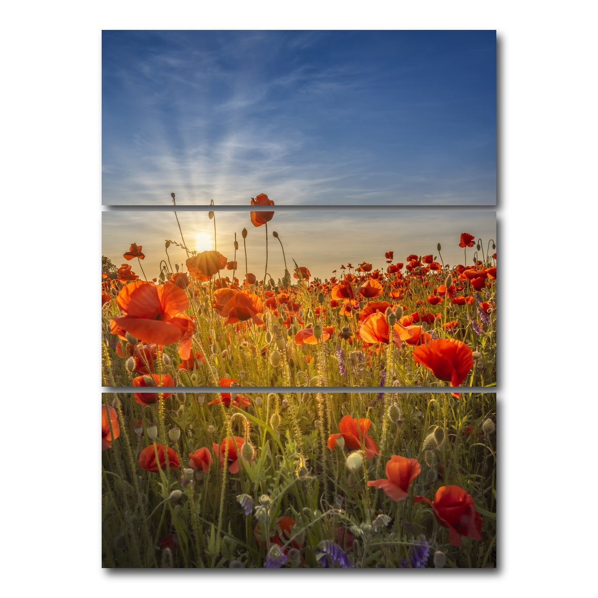 AUTO-MOCKUP WHITE | Gorgeous sunset in a poppy field | 3 Piece | Gallery Wrap Canvas | group=8x18_stacked