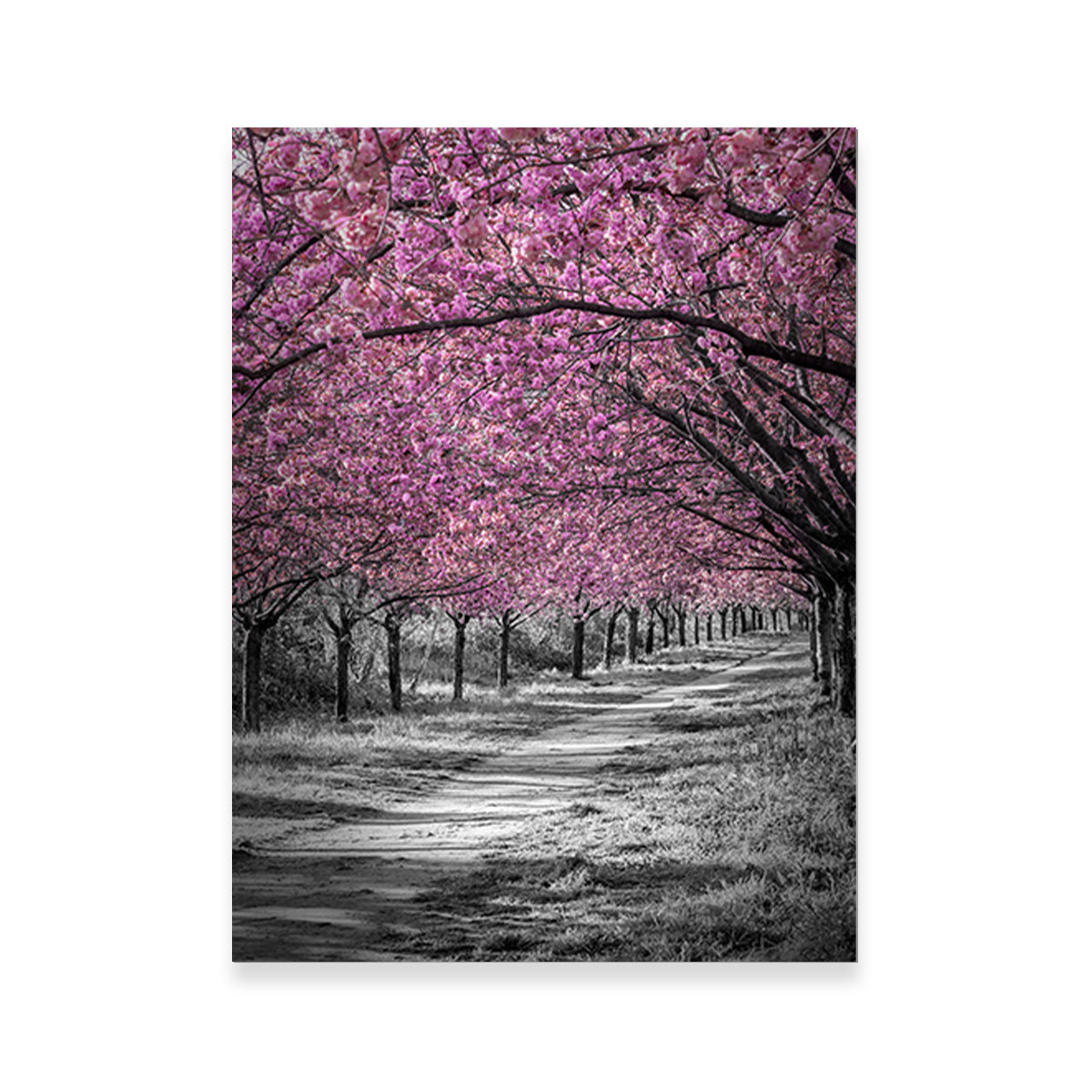 Gorgeous Cherry Blossom Alley in Pink Wall Art