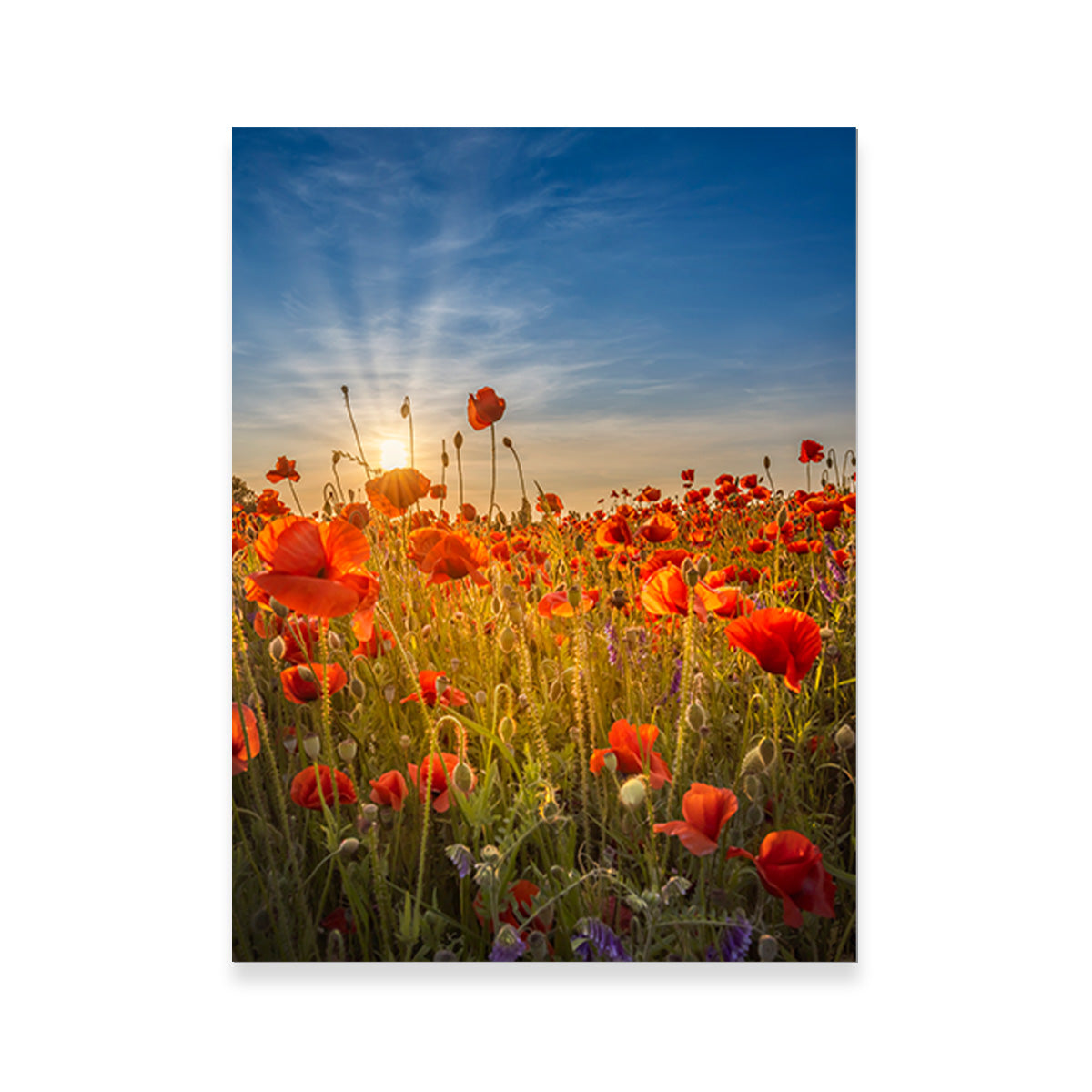 Gorgeous Sunset in a Poppy Field Wall Art