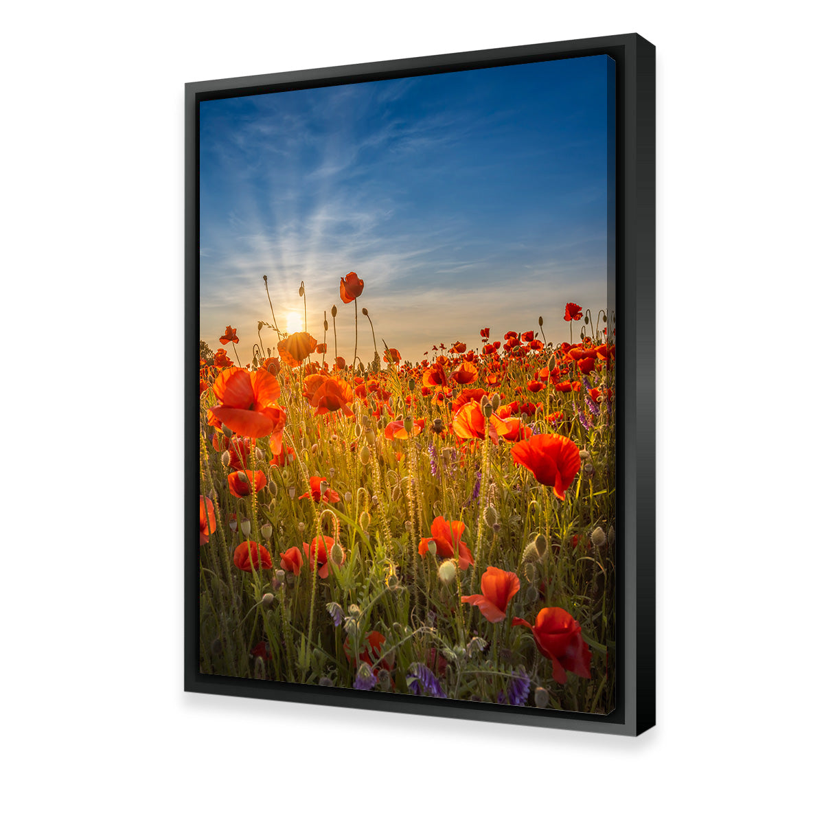 Gorgeous Sunset in a Poppy Field Wall Art