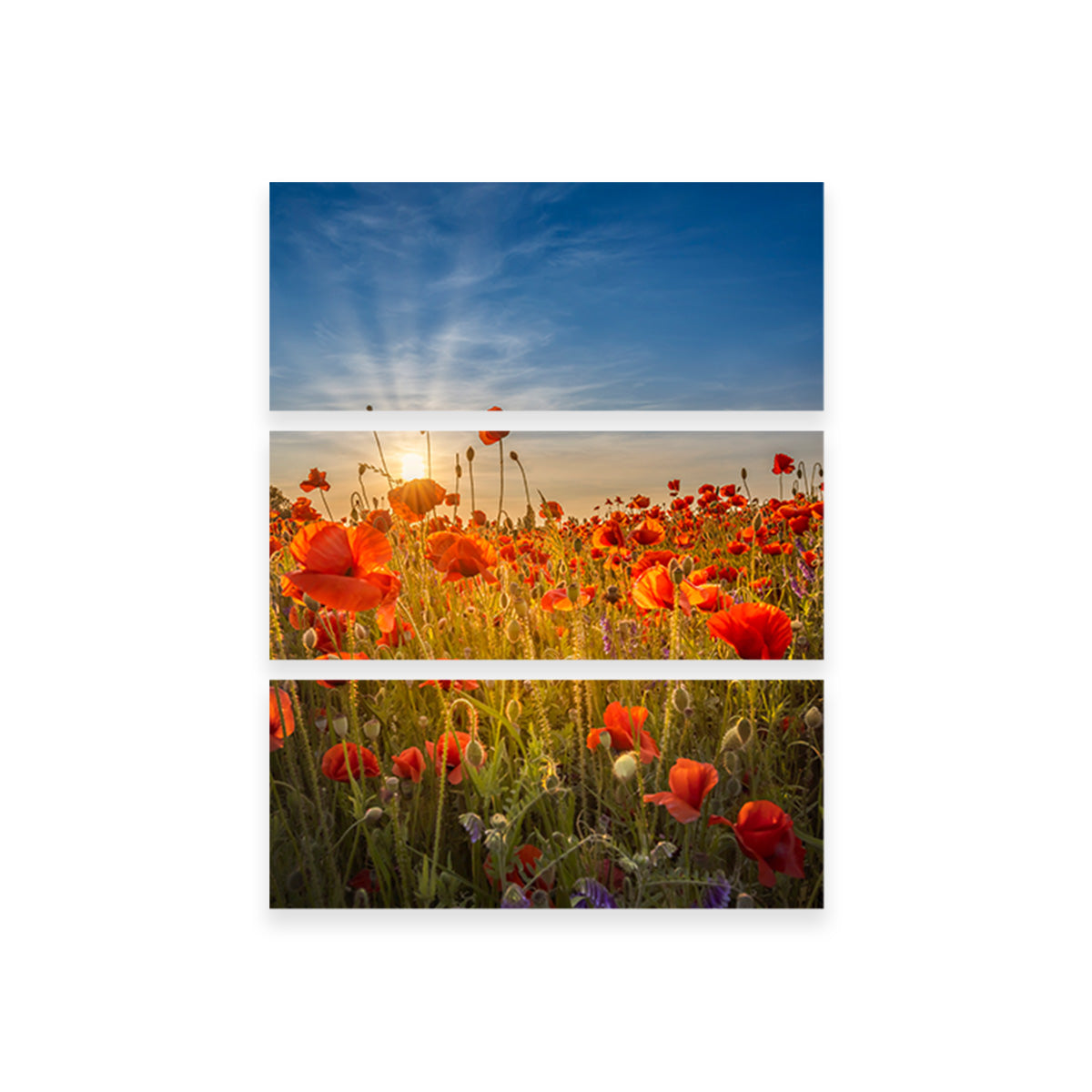 Gorgeous Sunset in a Poppy Field Wall Art