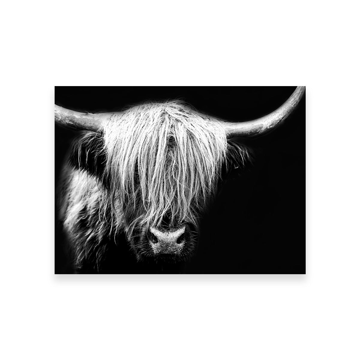 Grayscale Highland Cow Wall Art