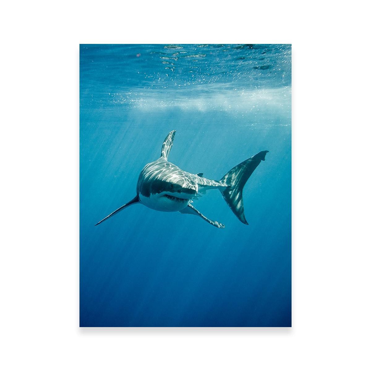 Great White Shark Swimming Wall Art