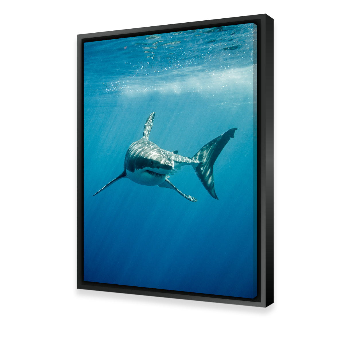 Great White Shark Swimming Wall Art