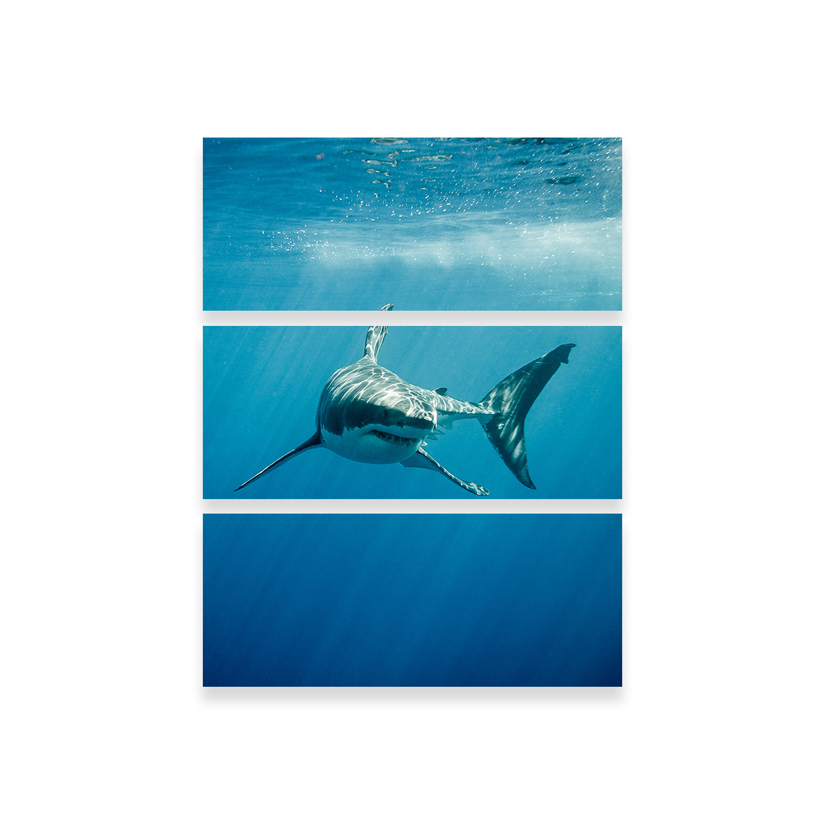 Great White Shark Swimming