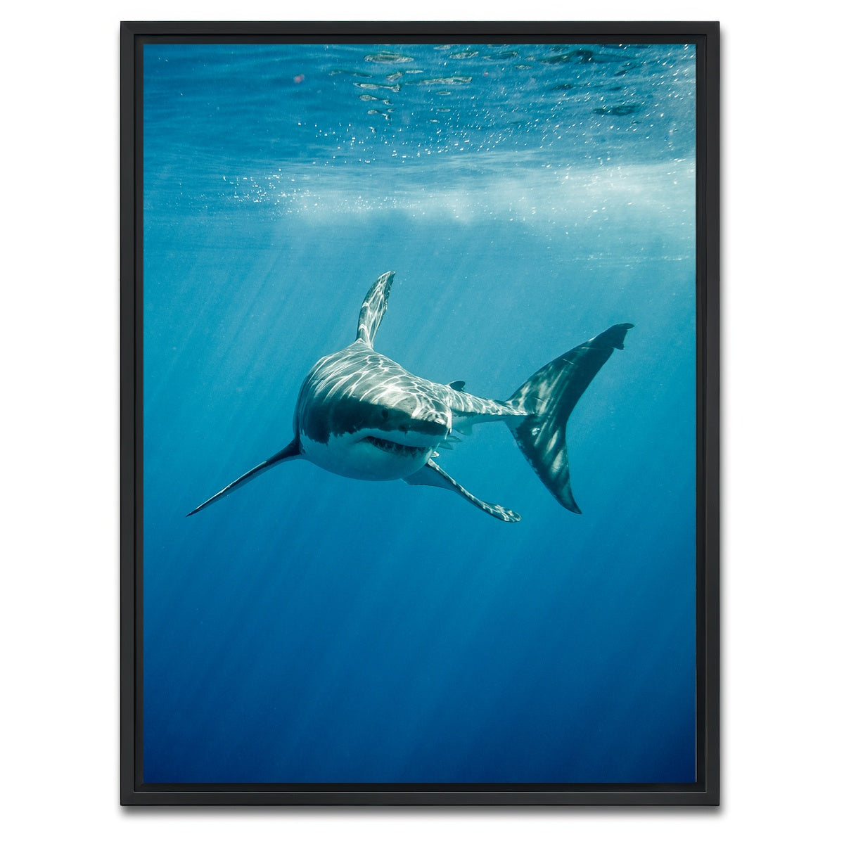 AUTO-MOCKUP WHITE | Great White Shark swimming | 1 Piece | Black Framed Canvas | group=3x4