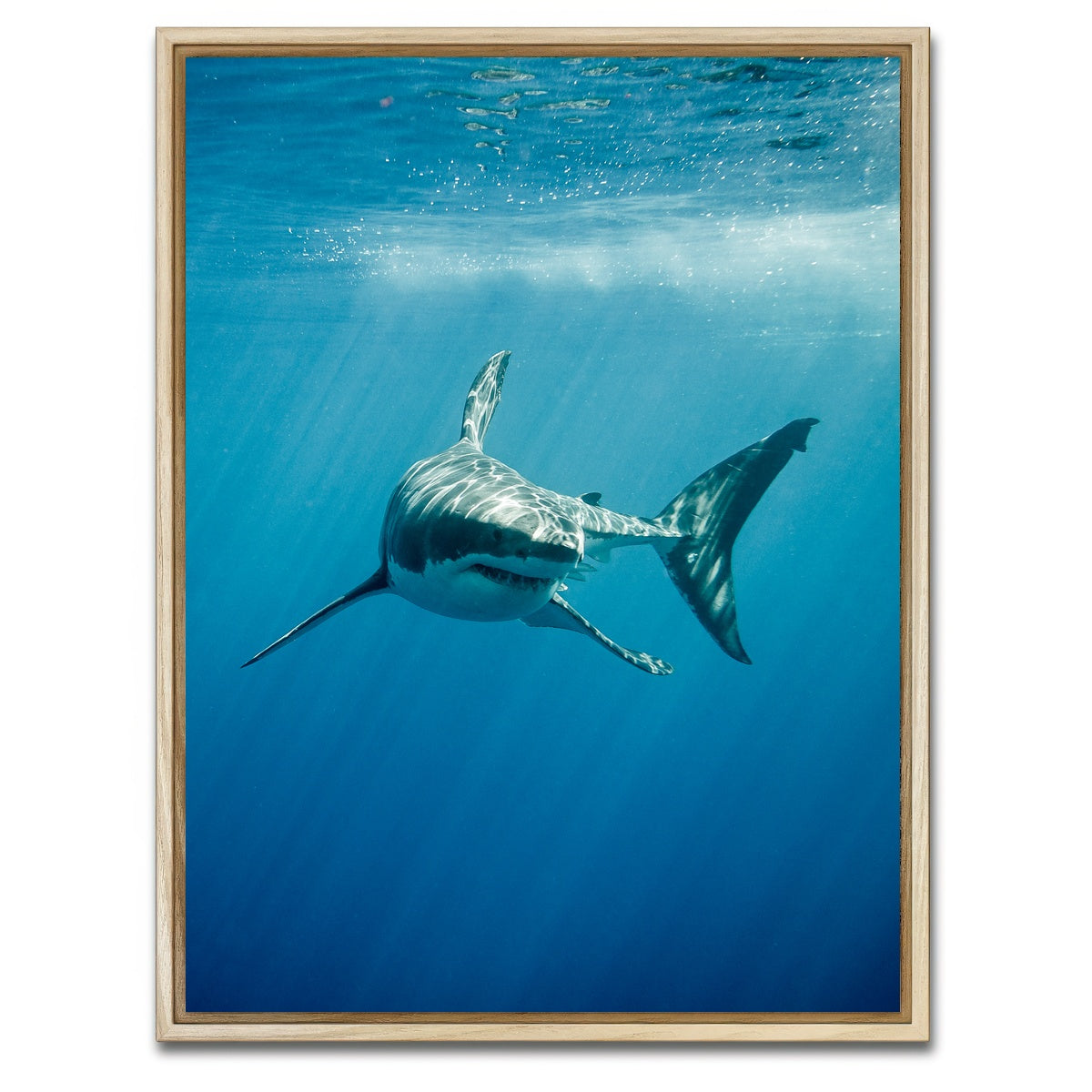 AUTO-MOCKUP WHITE | Great White Shark swimming | 1 Piece | Natural Framed Canvas | group=3x4