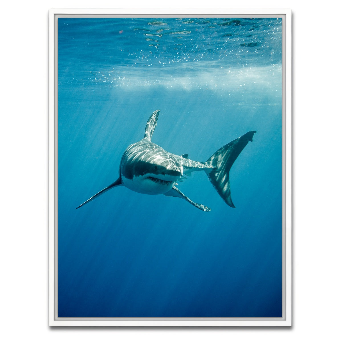 AUTO-MOCKUP WHITE | Great White Shark swimming | 1 Piece | White Framed Canvas | group=3x4