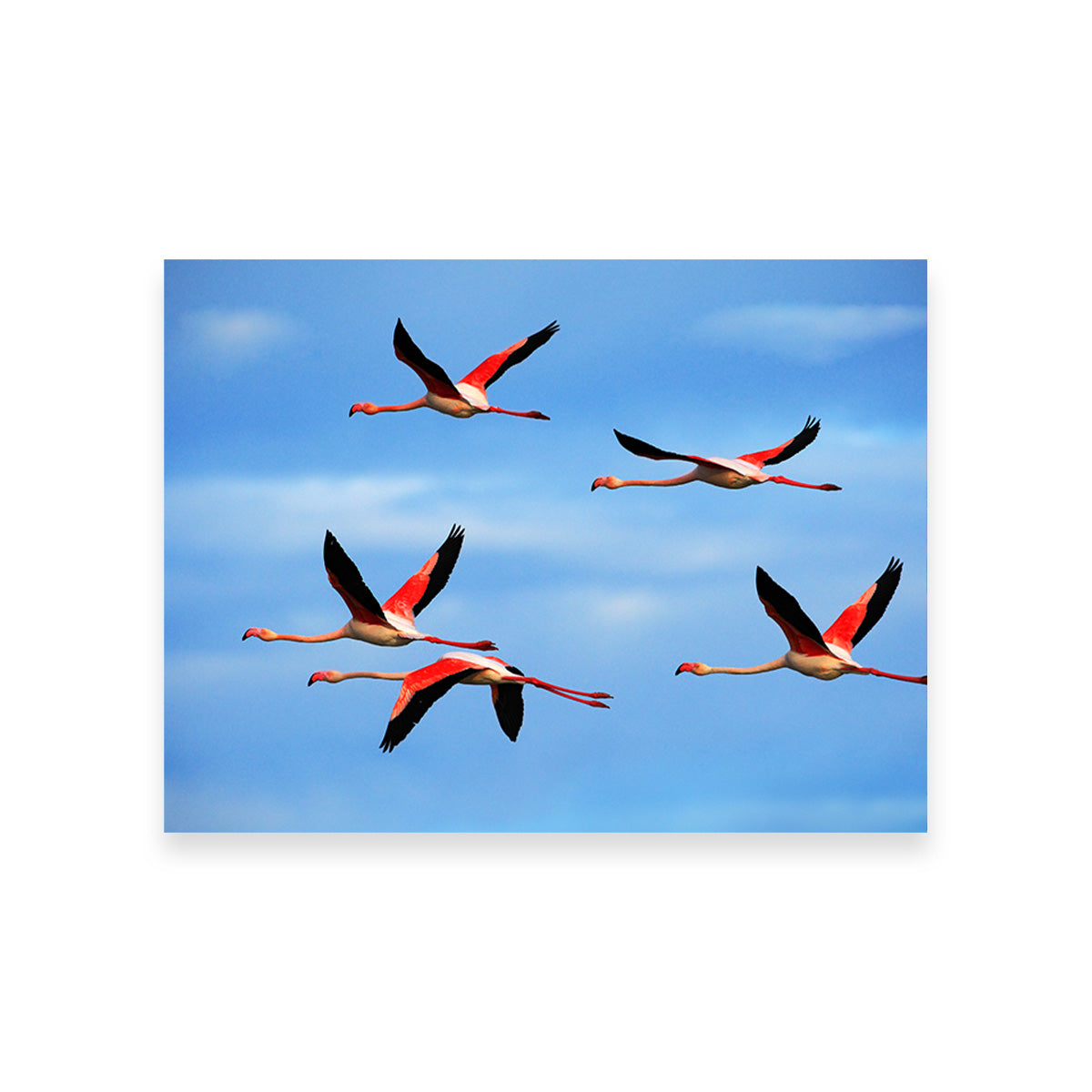 Greater Flamingo's Flying Wall Art