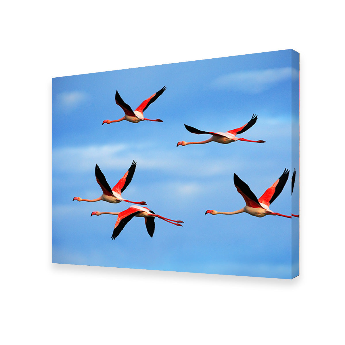 Greater Flamingo's Flying Wall Art