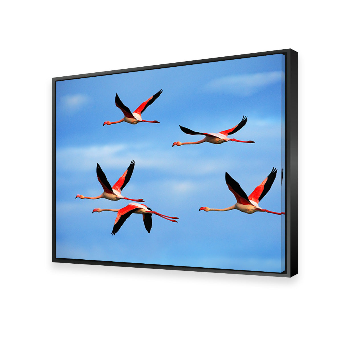 Greater Flamingo's Flying Wall Art