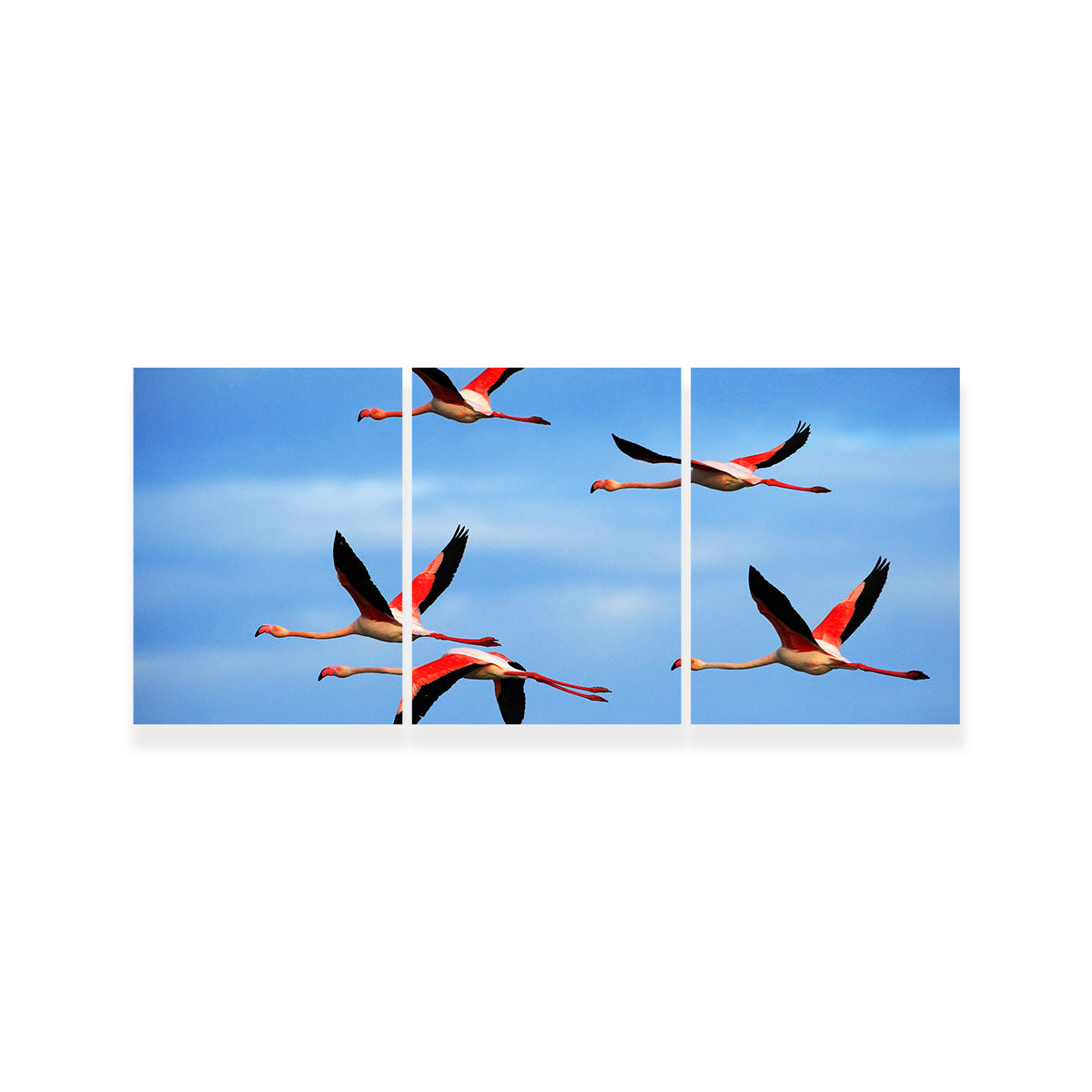 Greater Flamingo's Flying Wall Art