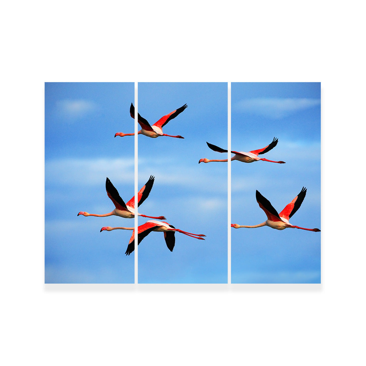 Greater Flamingo's Flying Wall Art