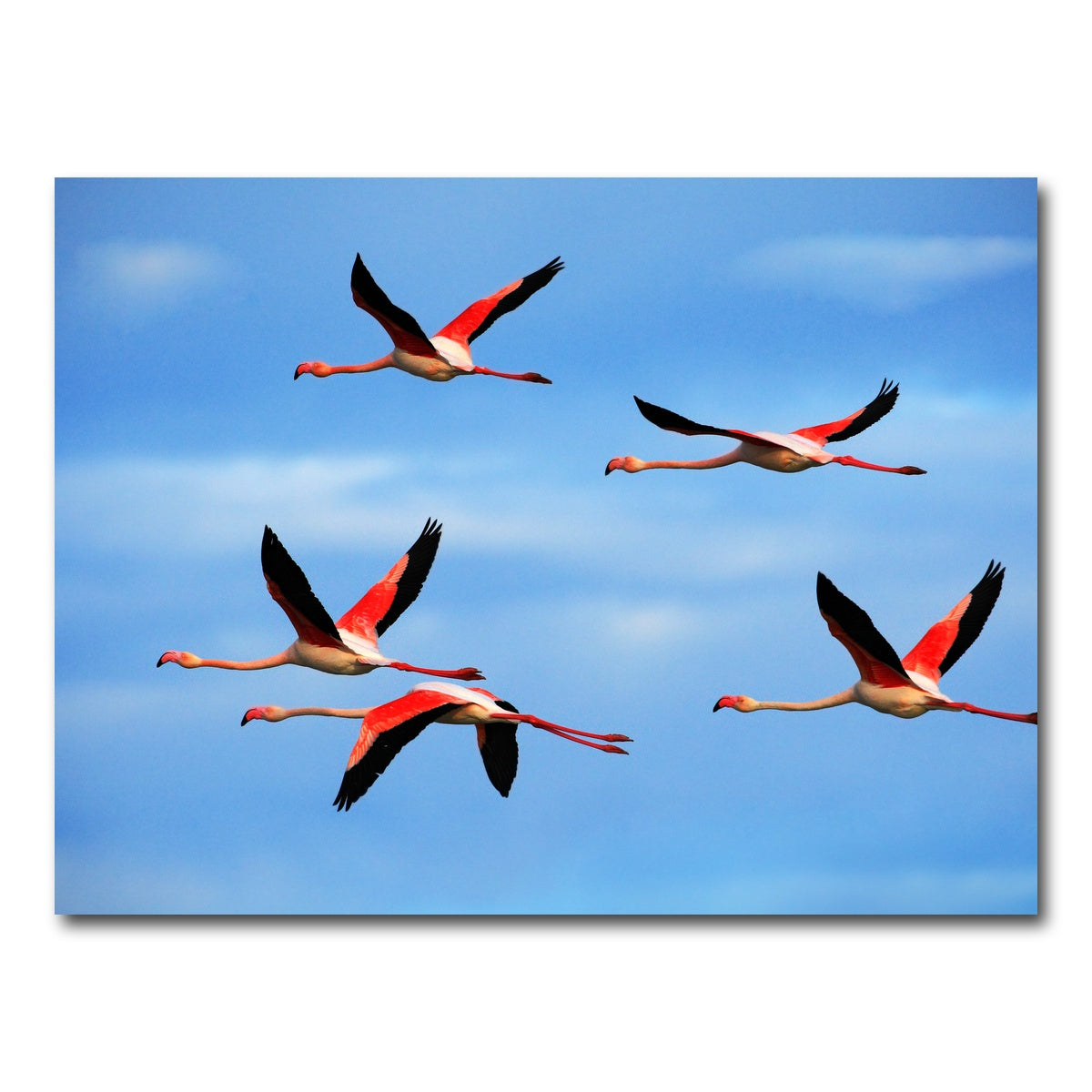 AUTO-MOCKUP WHITE | Greater Flamingo's Flying | 1 Piece | Gallery Wrap Canvas | group=4x3
