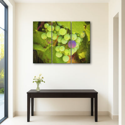 AUTO-MOCKUP ROOM | Green Purple Grapes Temecula Valley