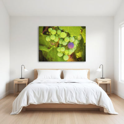 AUTO-MOCKUP ROOM | Green Purple Grapes Temecula Valley