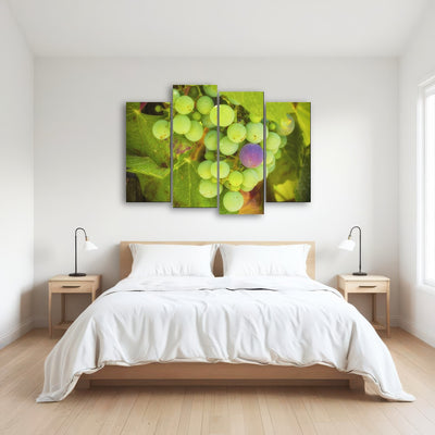 AUTO-MOCKUP ROOM | Green Purple Grapes Temecula Valley
