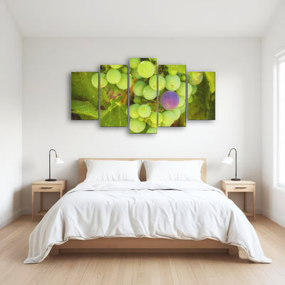 AUTO-MOCKUP ROOM | Green Purple Grapes Temecula Valley