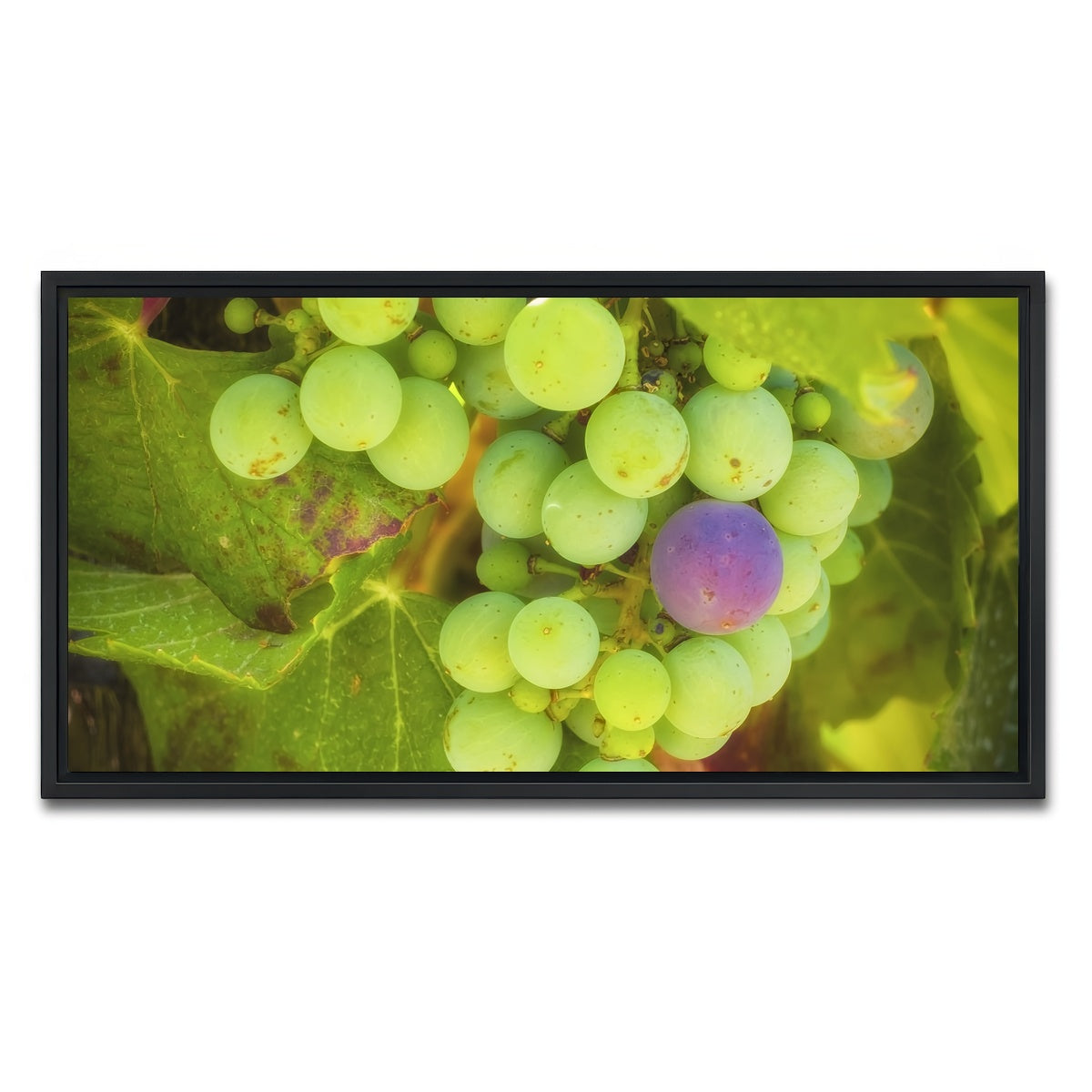 AUTO-MOCKUP WHITE | Green Purple Grapes Temecula Valley | 1 Piece | Black Framed Canvas | group=2x1