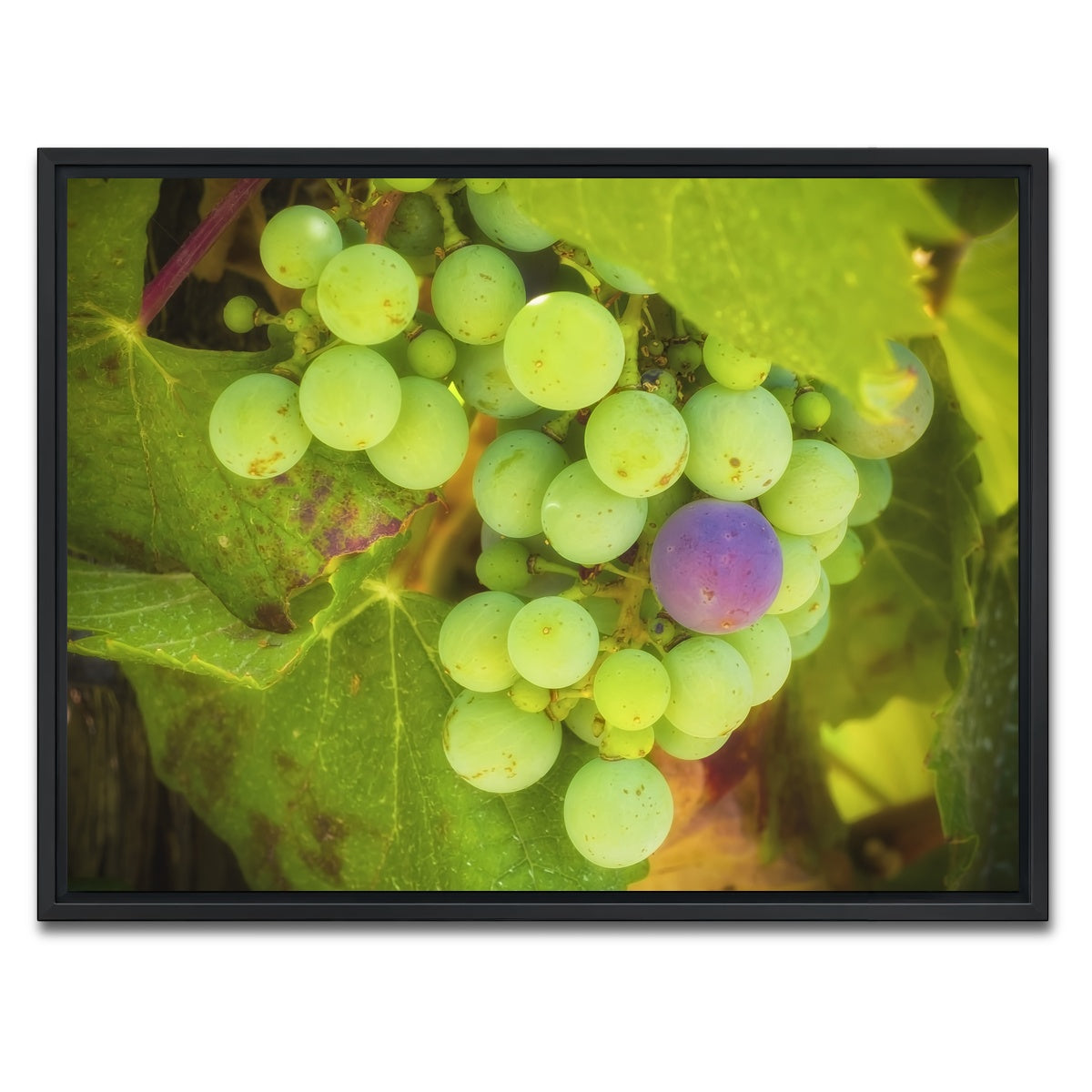 AUTO-MOCKUP WHITE | Green Purple Grapes Temecula Valley | 1 Piece | Black Framed Canvas | group=4x3