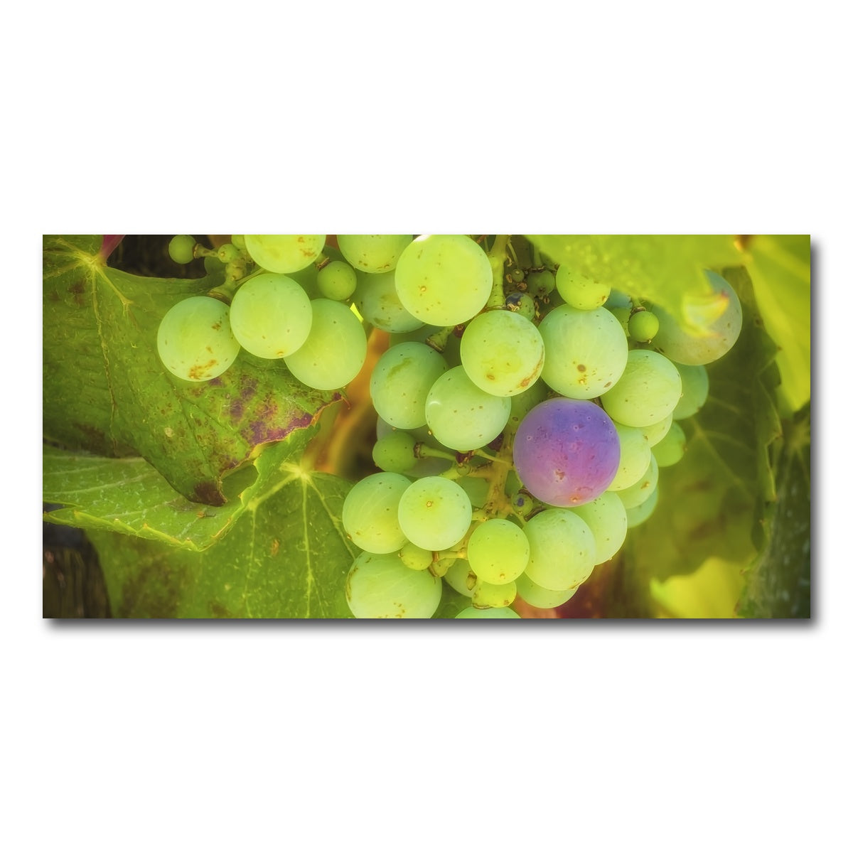 AUTO-MOCKUP WHITE | Green Purple Grapes Temecula Valley | 1 Piece | Gallery Wrap Canvas | group=2x1