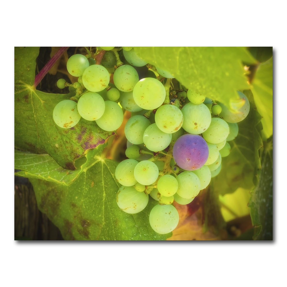 AUTO-MOCKUP WHITE | Green Purple Grapes Temecula Valley | 1 Piece | Gallery Wrap Canvas | group=4x3