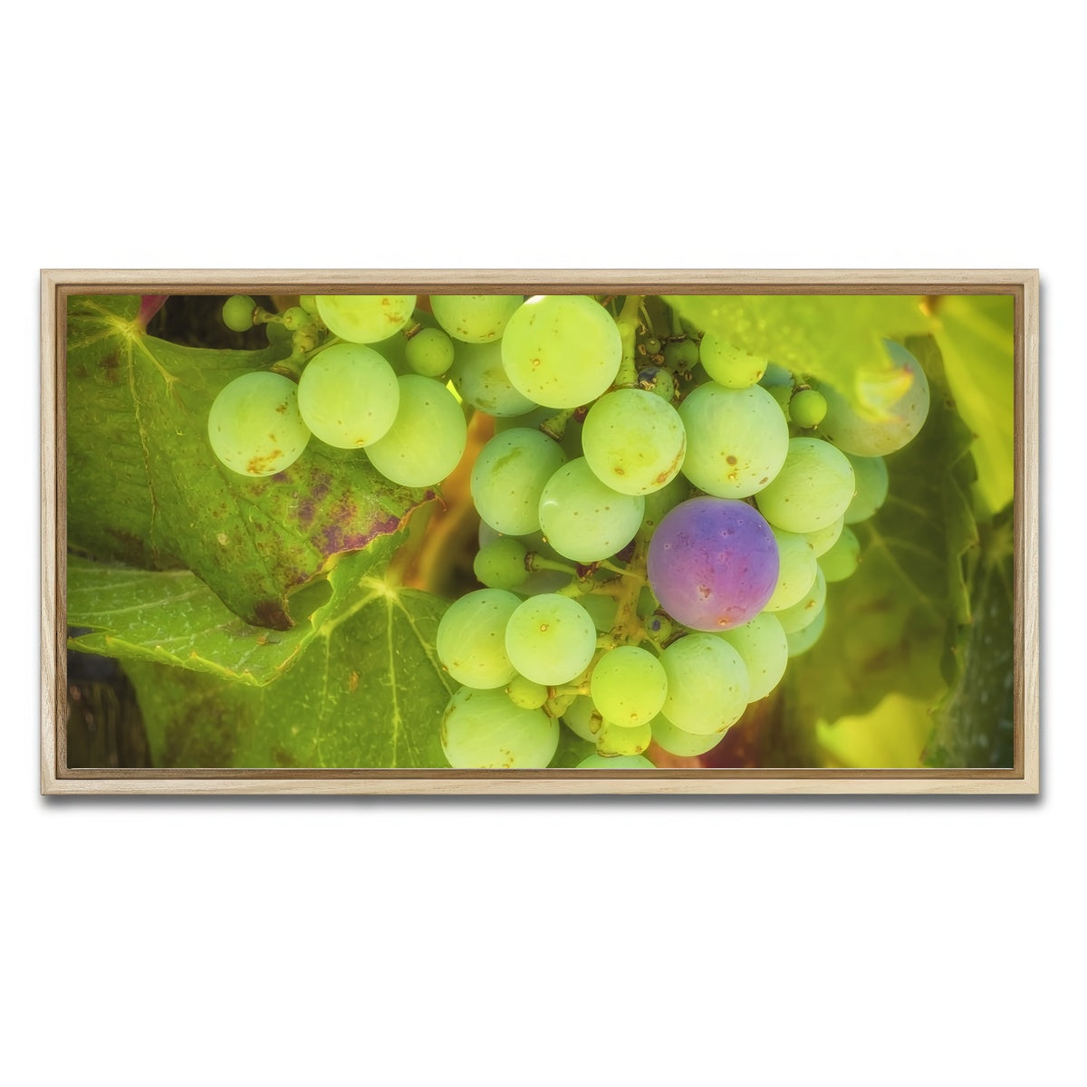 AUTO-MOCKUP WHITE | Green Purple Grapes Temecula Valley | 1 Piece | Natural Framed Canvas | group=2x1
