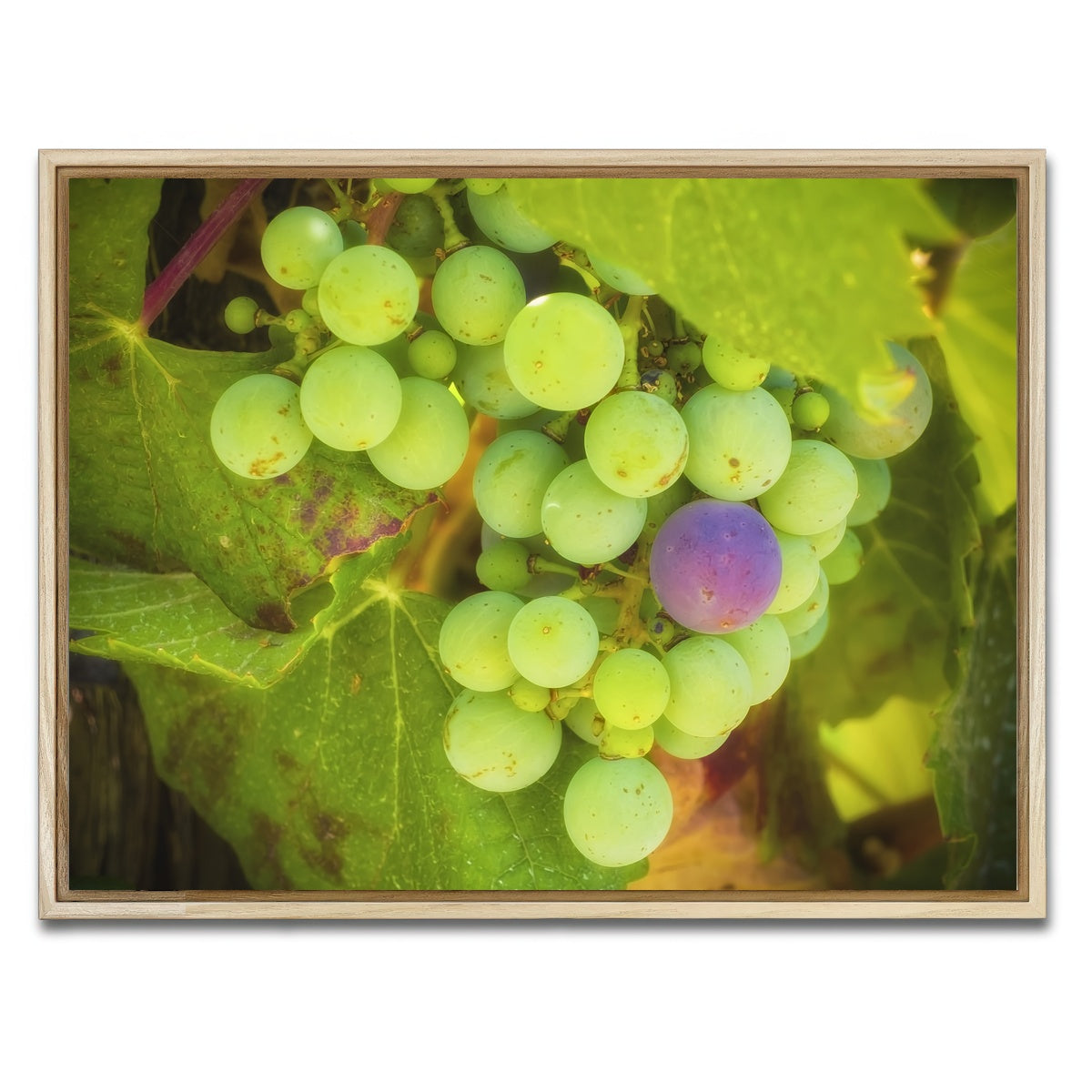 AUTO-MOCKUP WHITE | Green Purple Grapes Temecula Valley | 1 Piece | Natural Framed Canvas | group=4x3