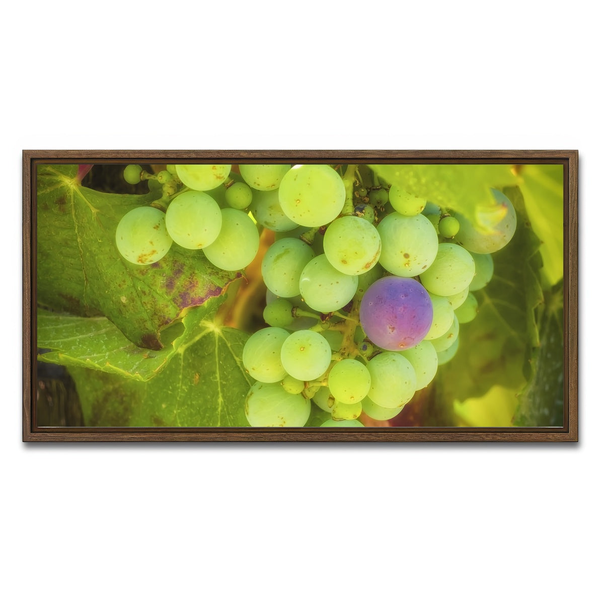 AUTO-MOCKUP WHITE | Green Purple Grapes Temecula Valley | 1 Piece | Walnut Framed Canvas | group=2x1