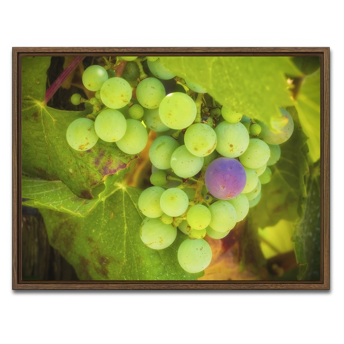 AUTO-MOCKUP WHITE | Green Purple Grapes Temecula Valley | 1 Piece | Walnut Framed Canvas | group=4x3