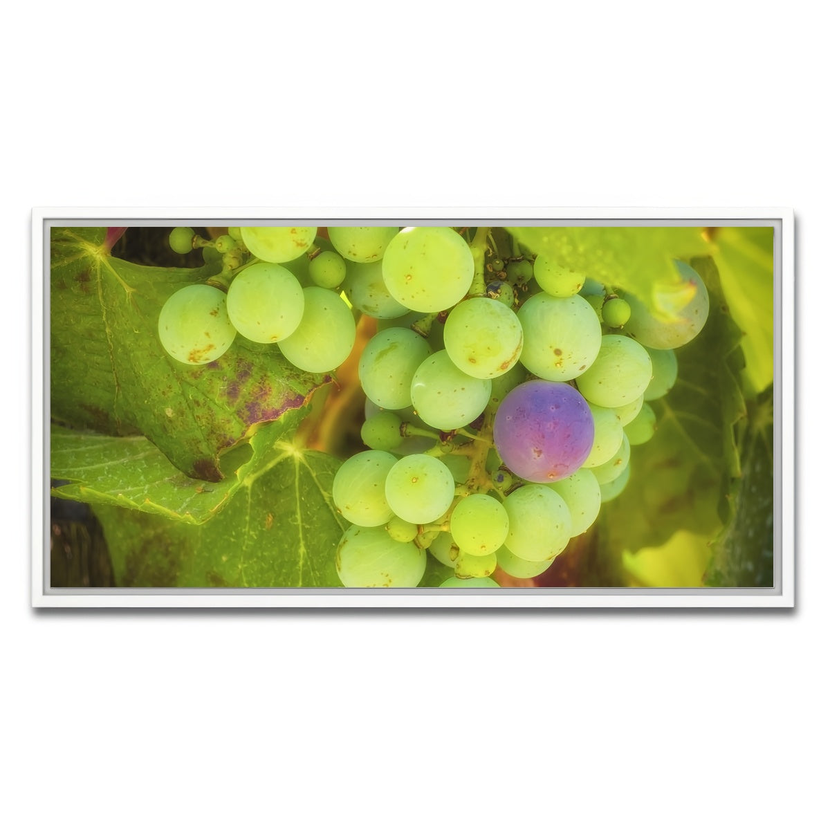 AUTO-MOCKUP WHITE | Green Purple Grapes Temecula Valley | 1 Piece | White Framed Canvas | group=2x1