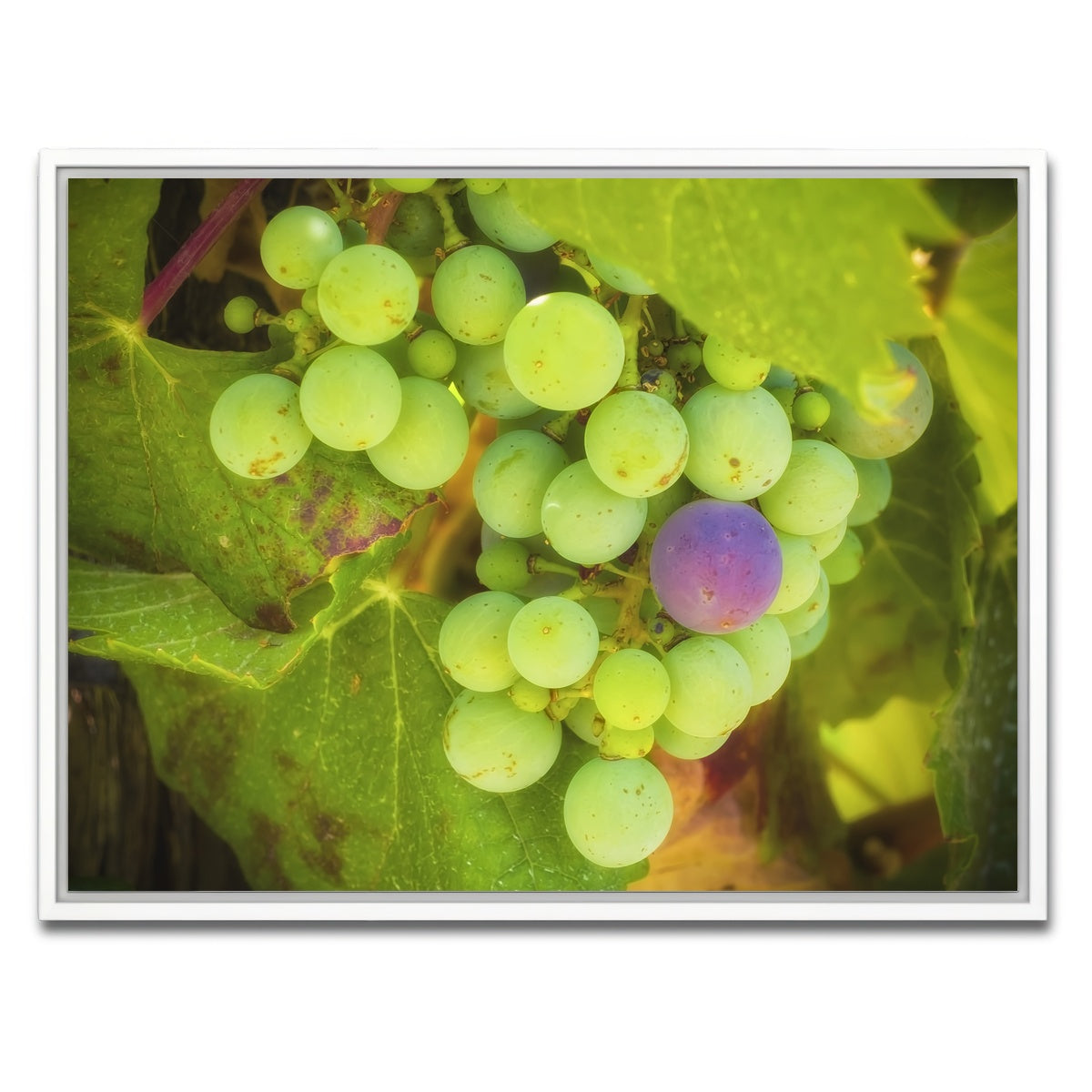 AUTO-MOCKUP WHITE | Green Purple Grapes Temecula Valley | 1 Piece | White Framed Canvas | group=4x3