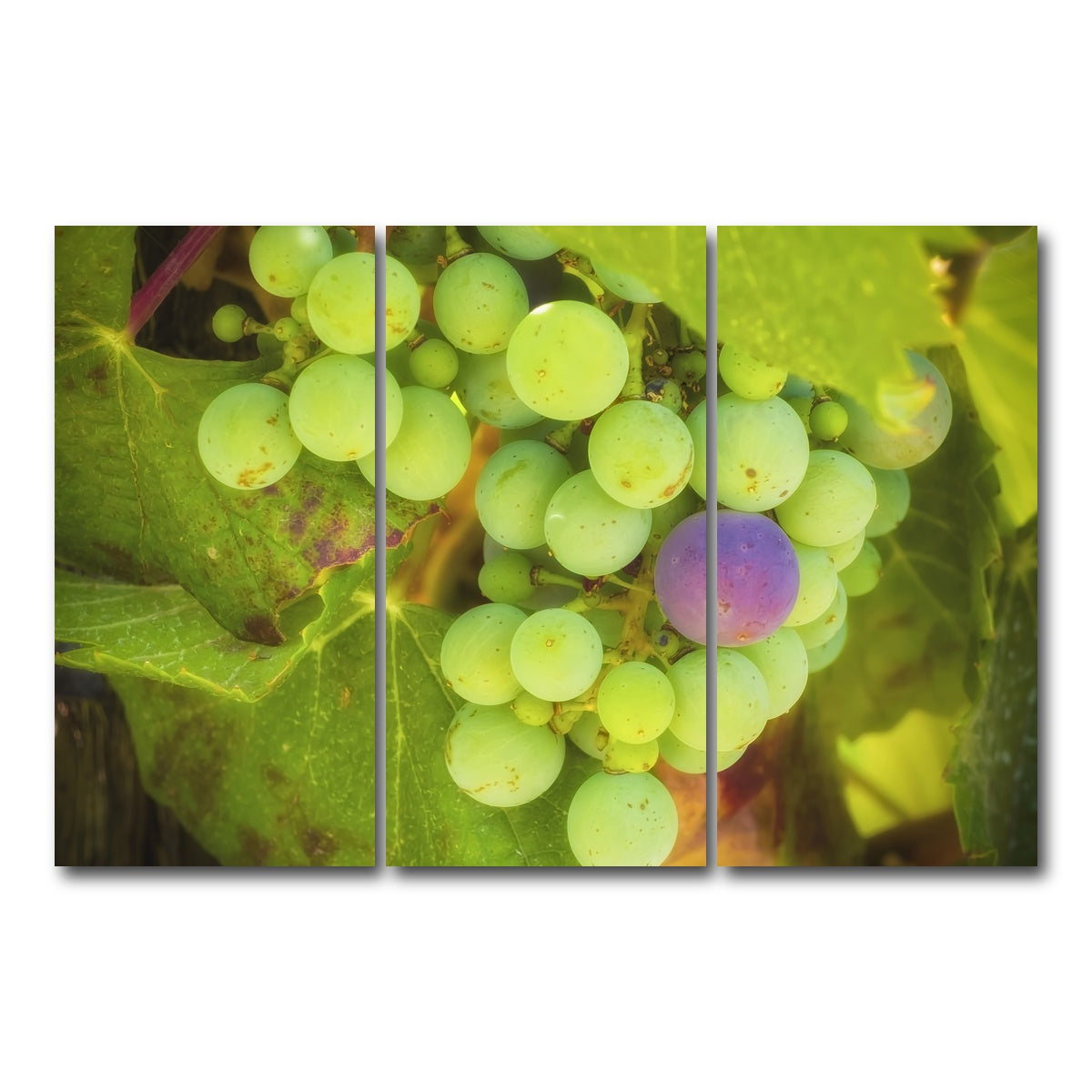 AUTO-MOCKUP WHITE | Green Purple Grapes Temecula Valley | 3 Piece | Gallery Wrap Canvas | group=12x24