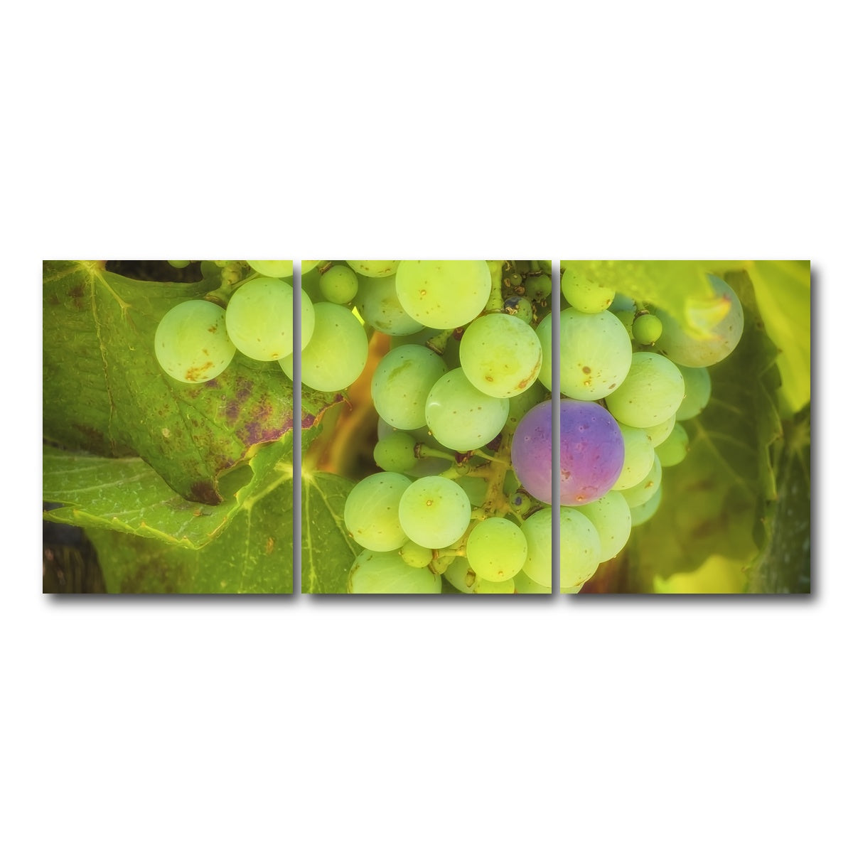 AUTO-MOCKUP WHITE | Green Purple Grapes Temecula Valley | 3 Piece | Gallery Wrap Canvas | group=18x24