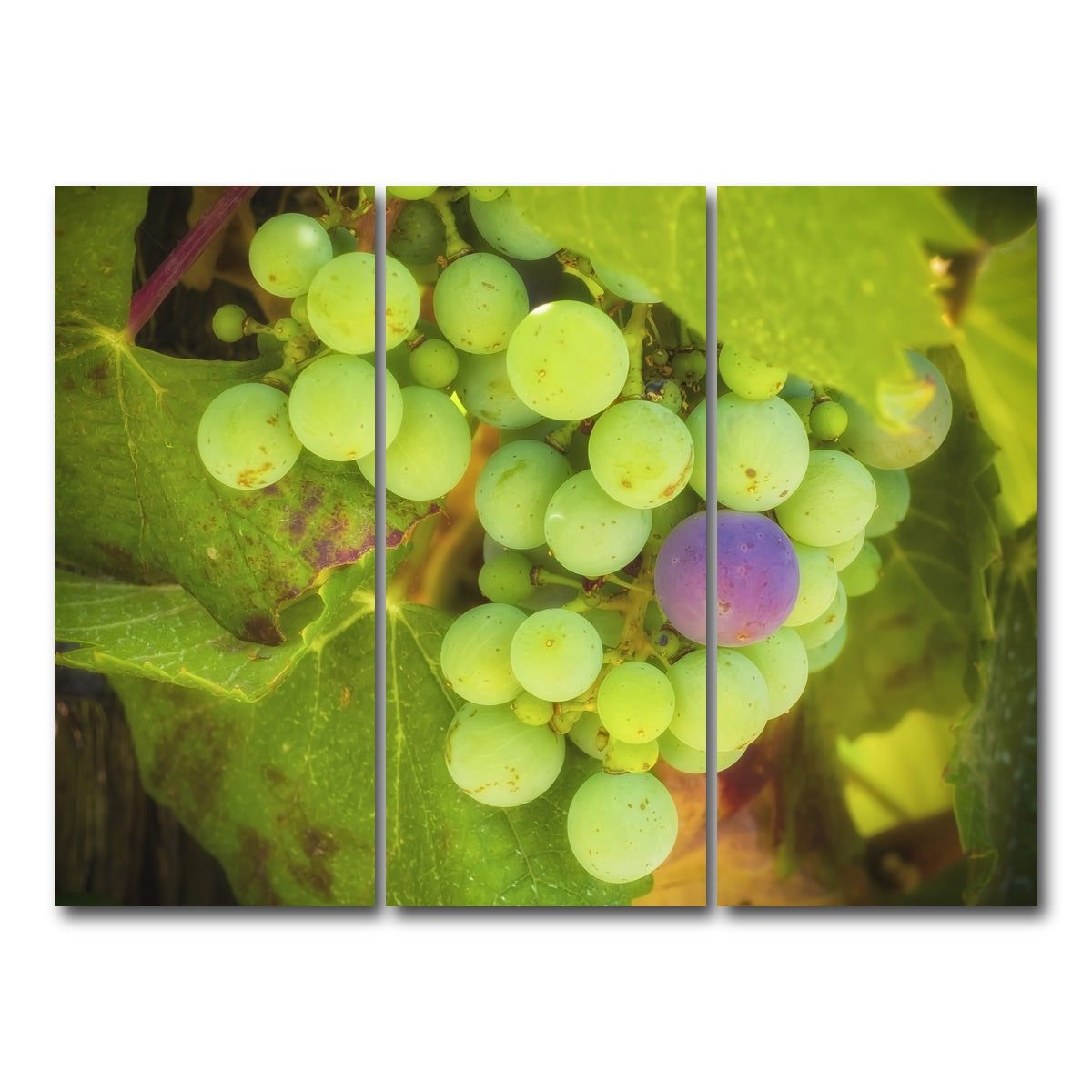 AUTO-MOCKUP WHITE | Green Purple Grapes Temecula Valley | 3 Piece | Gallery Wrap Canvas | group=8x18