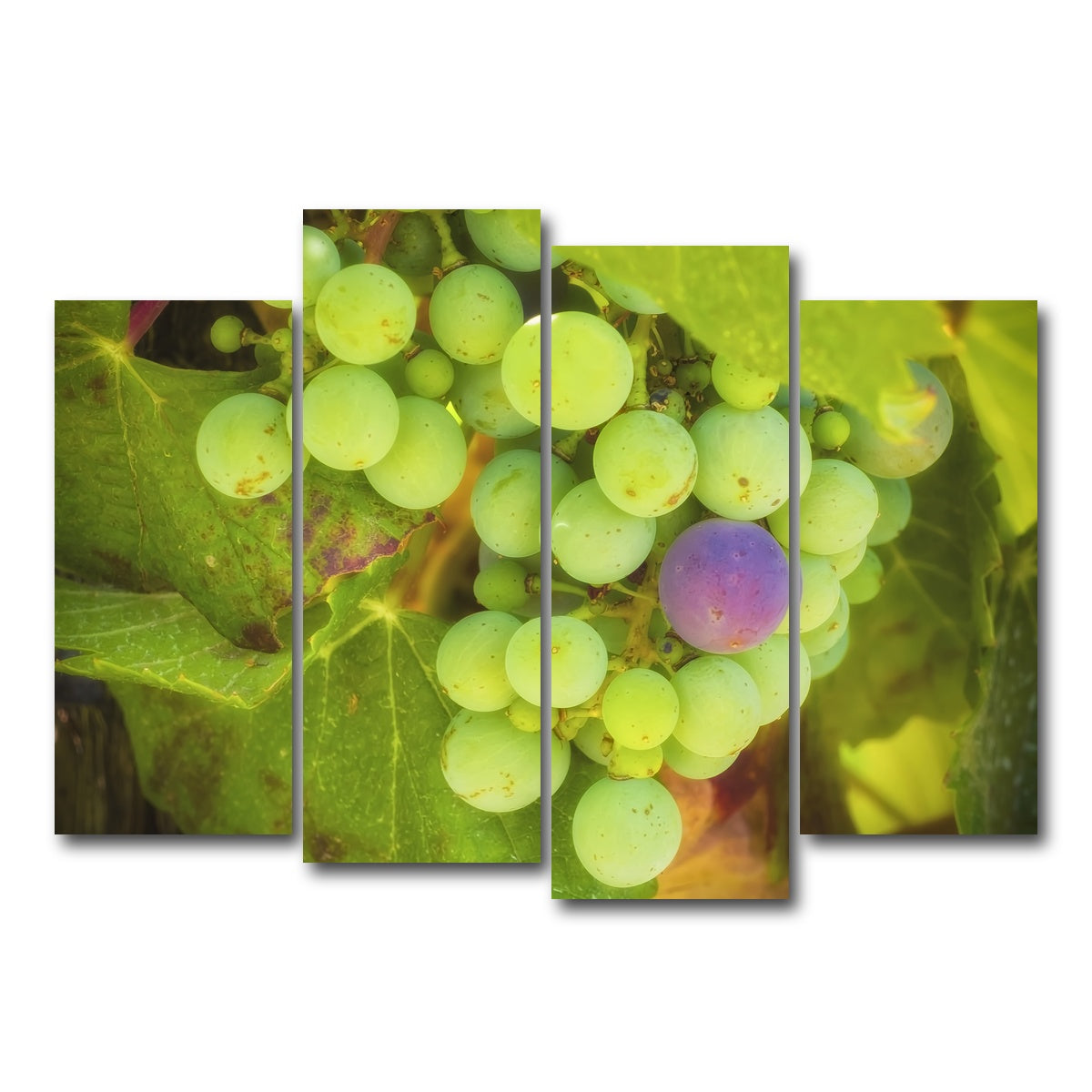 AUTO-MOCKUP WHITE | Green Purple Grapes Temecula Valley | 4 Piece | Gallery Wrap Canvas | group=4_normal