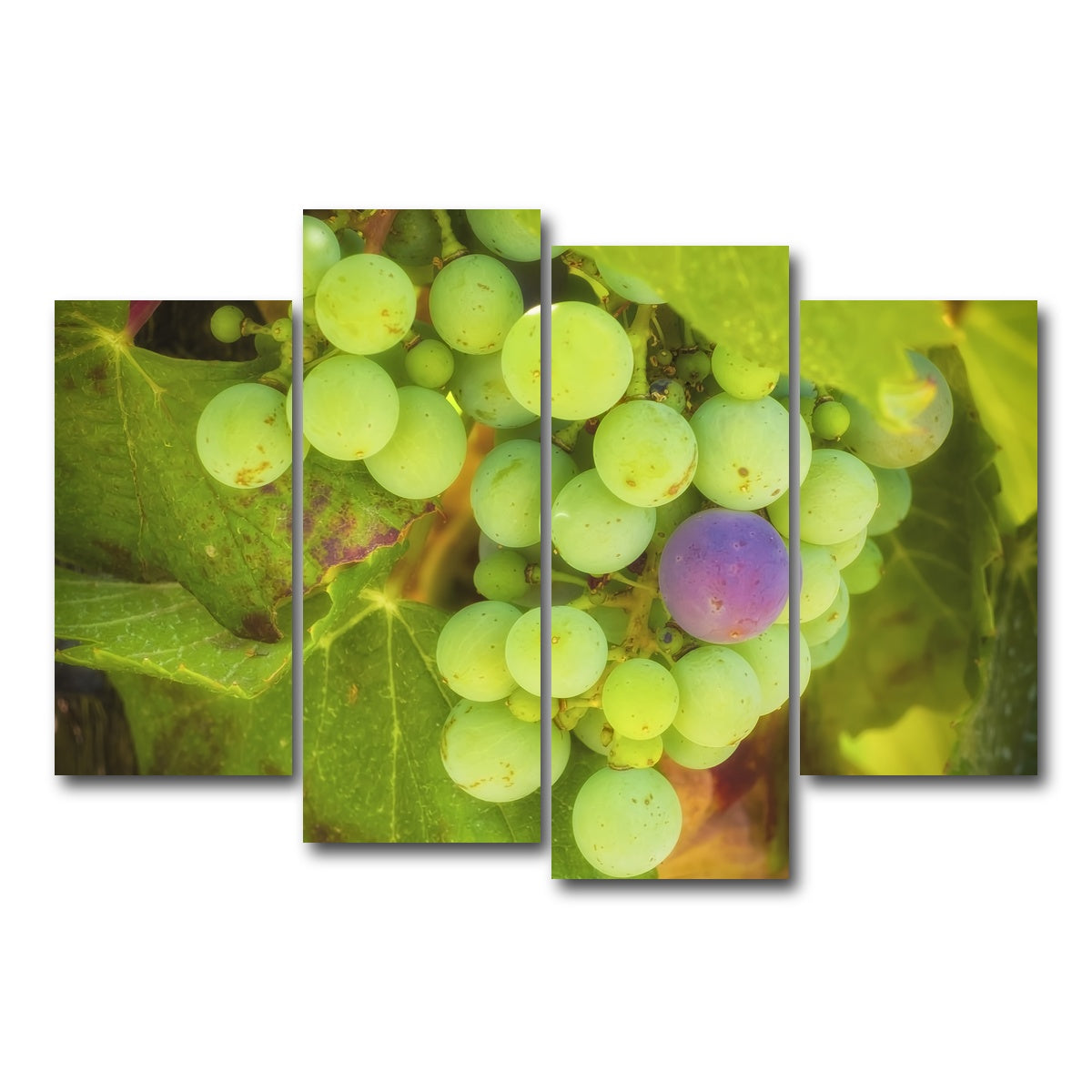 AUTO-MOCKUP WHITE | Green Purple Grapes Temecula Valley | 4 Piece | Gallery Wrap Canvas | group=4_short