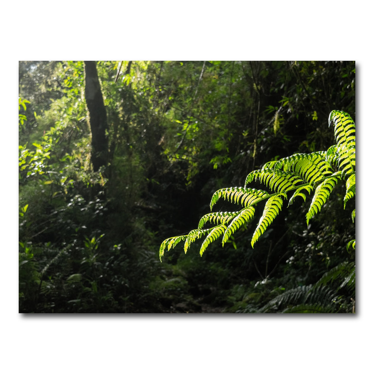 AUTO-MOCKUP WHITE | Green Samambaia | 1 Piece | Gallery Wrap Canvas | group=4x3