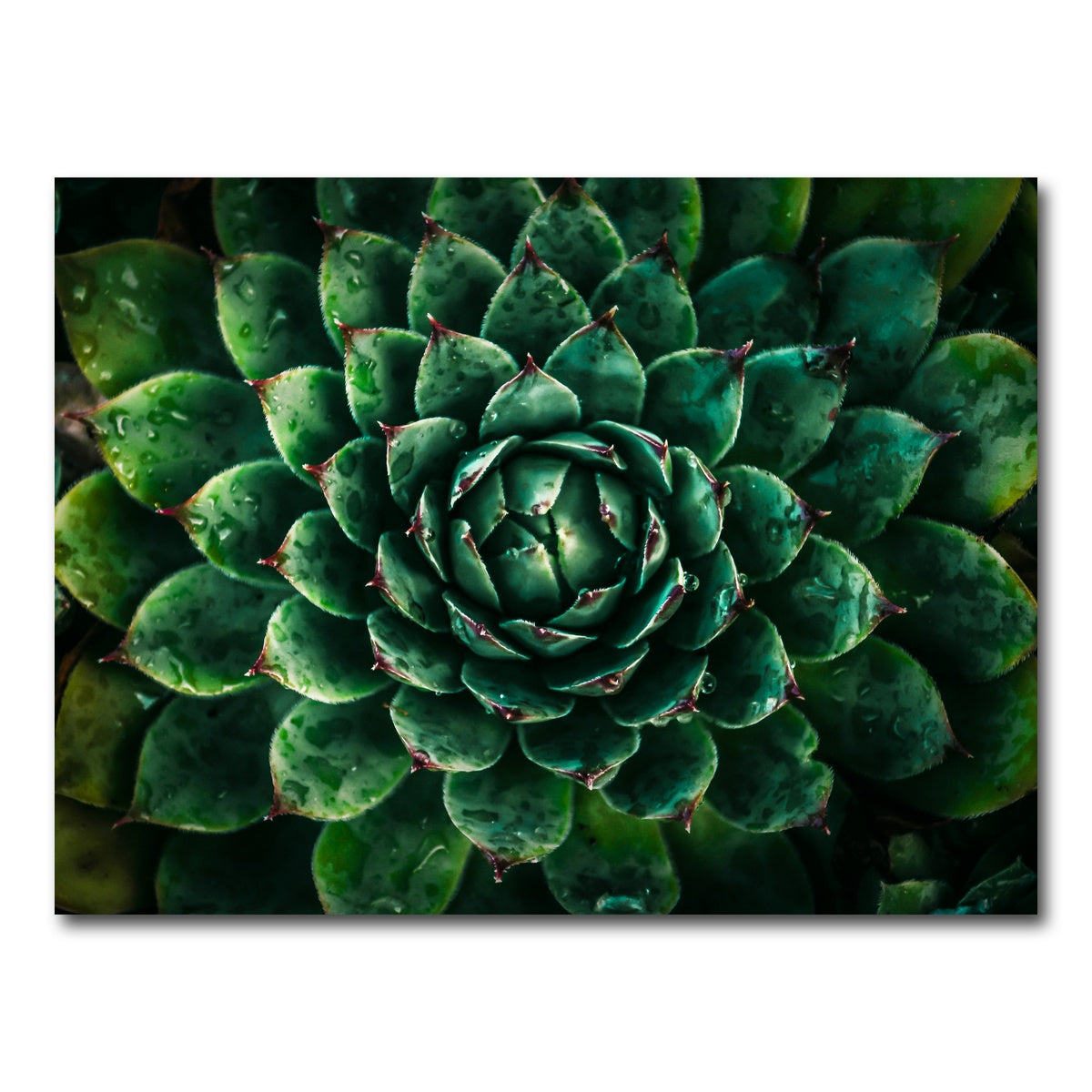 AUTO-MOCKUP WHITE | Green | 1 Piece | Gallery Wrap Canvas | group=4x3