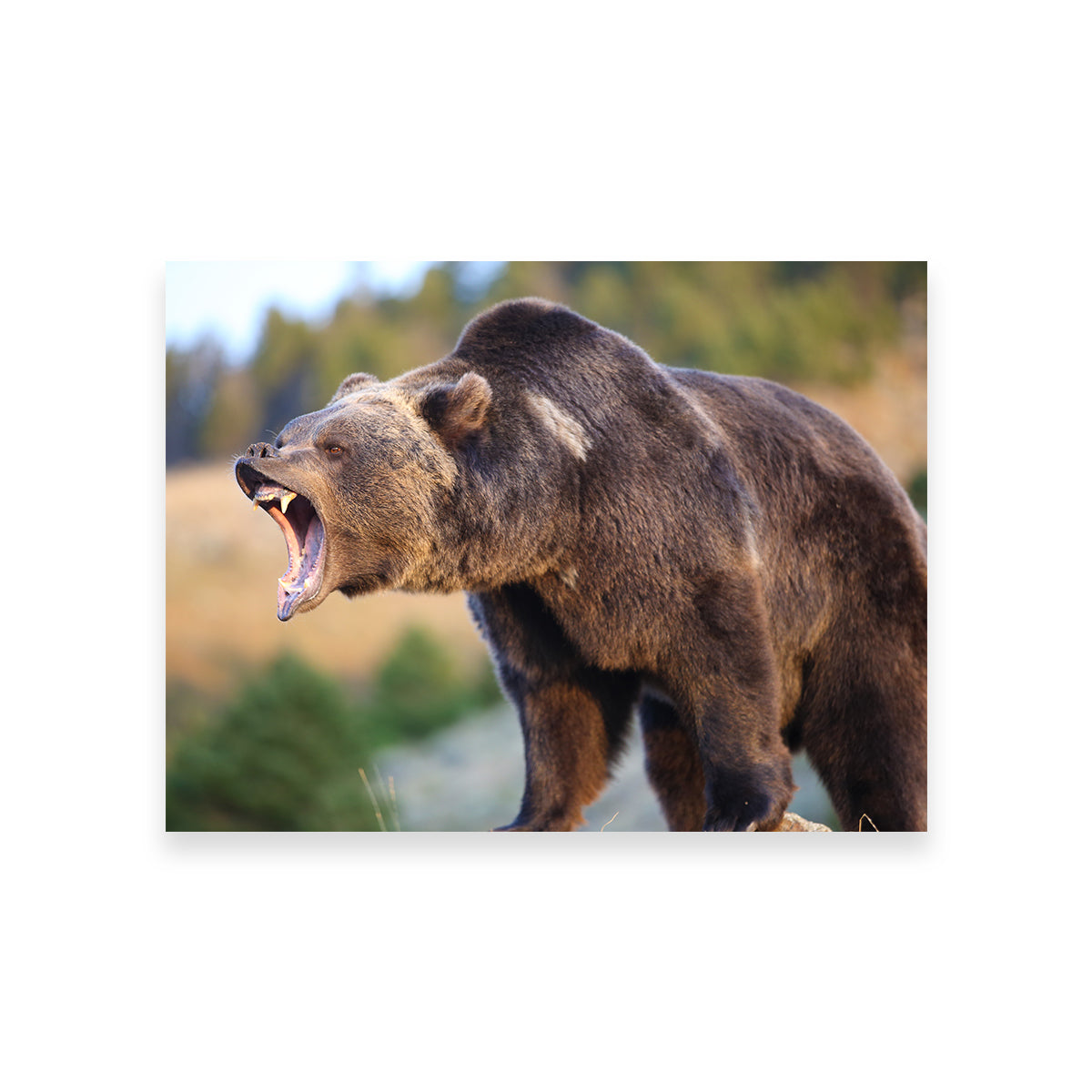 Grizzly Bear Growling Wall Art